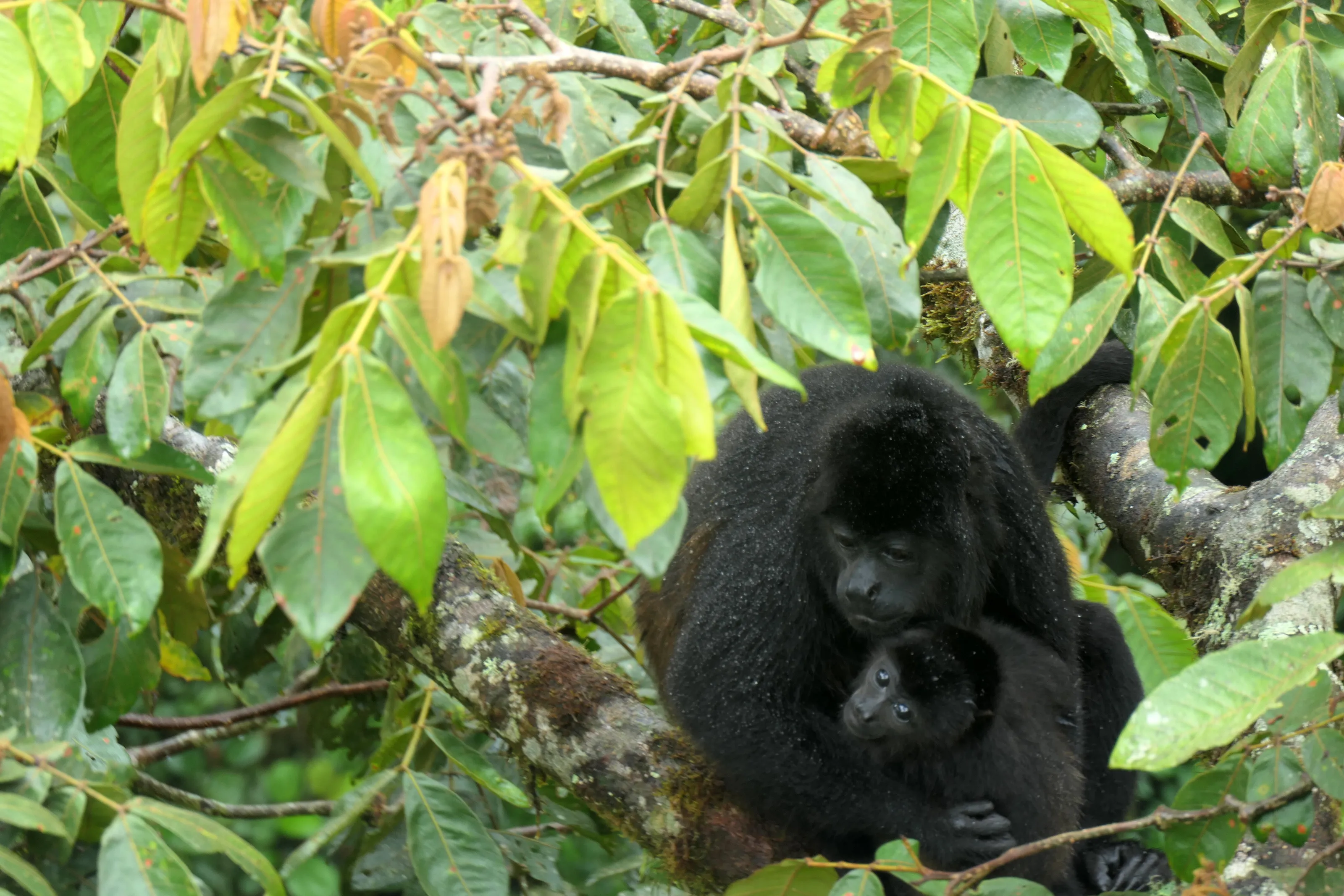 Howler monkey and her baby.