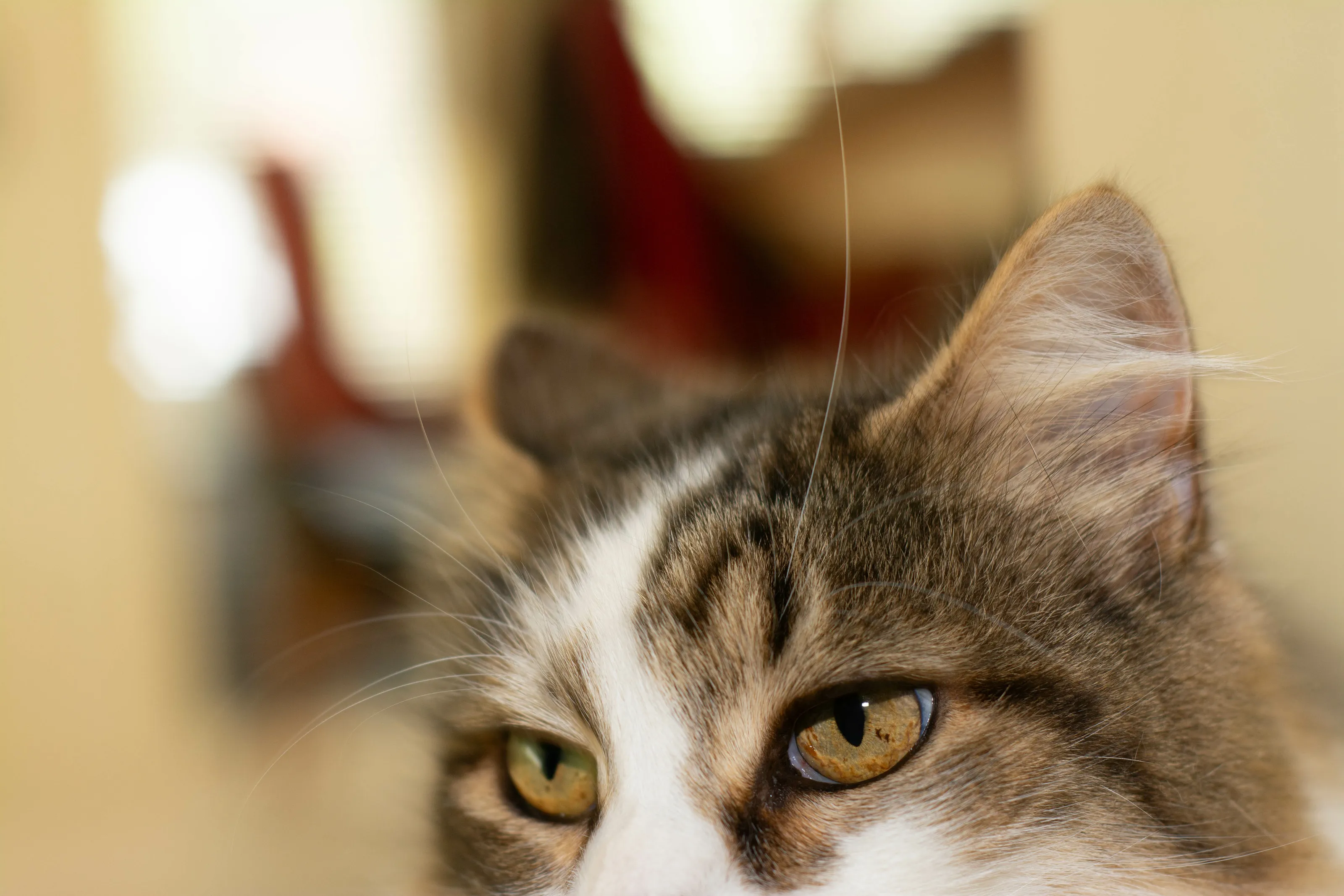 Peek a Boo Cat