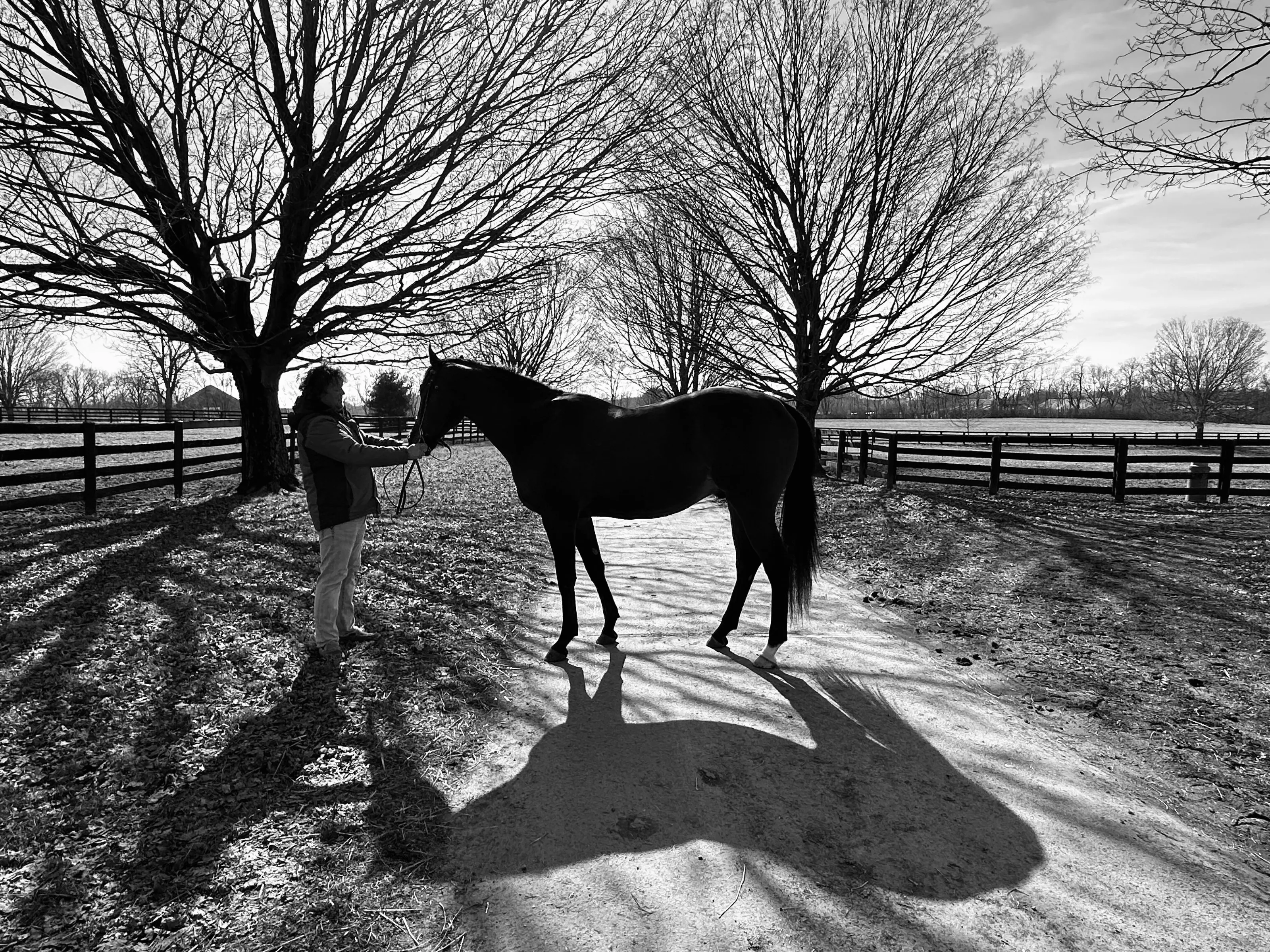 Winter Morning Shadows