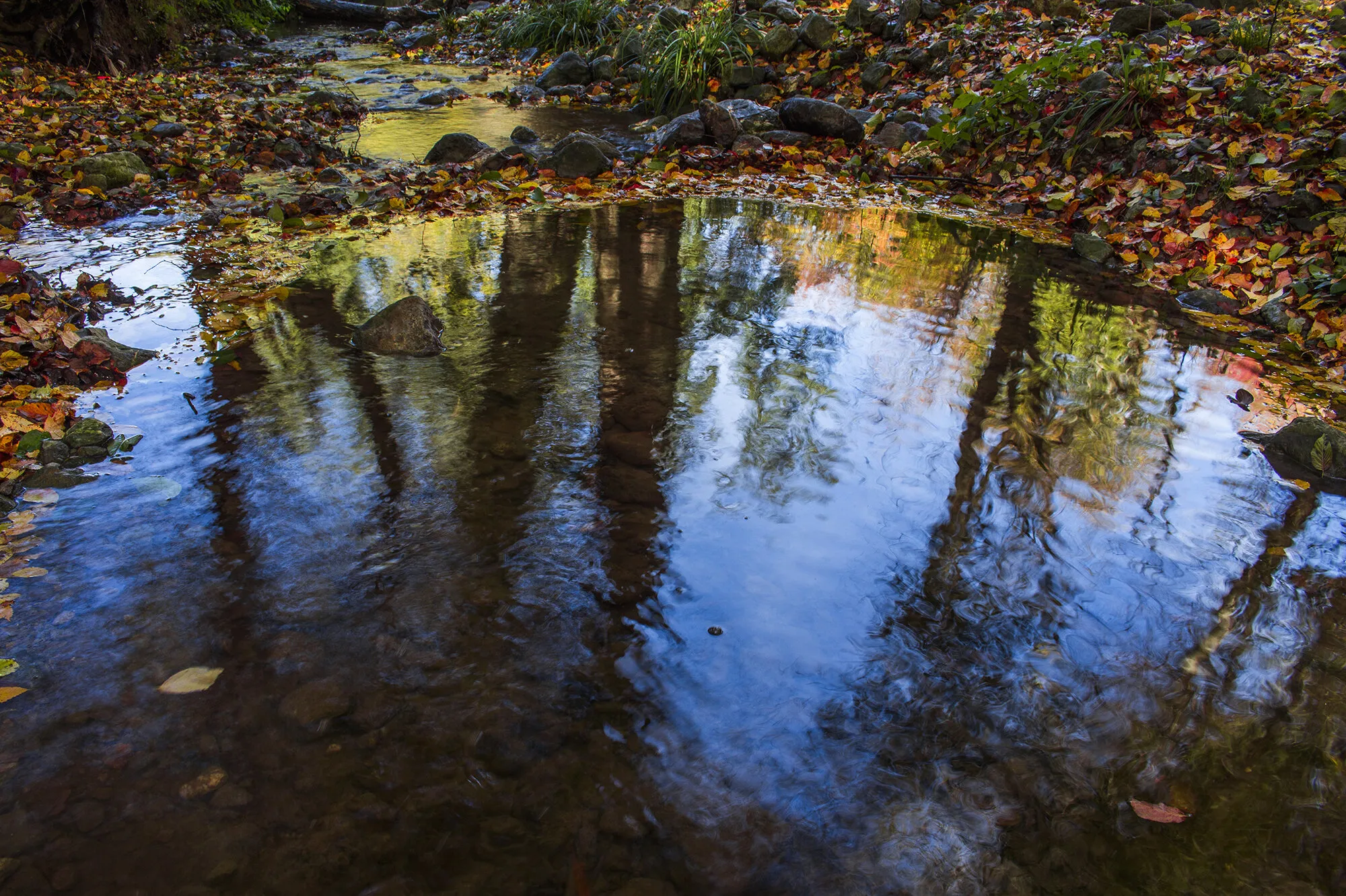 Autumn forest reflection