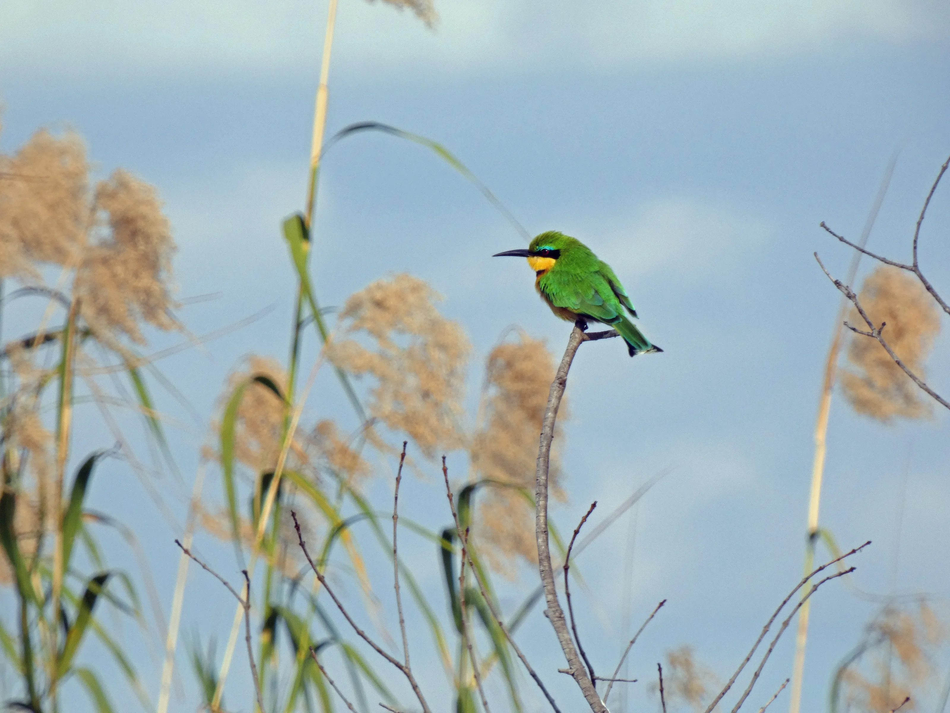 Blue breasted bee eater