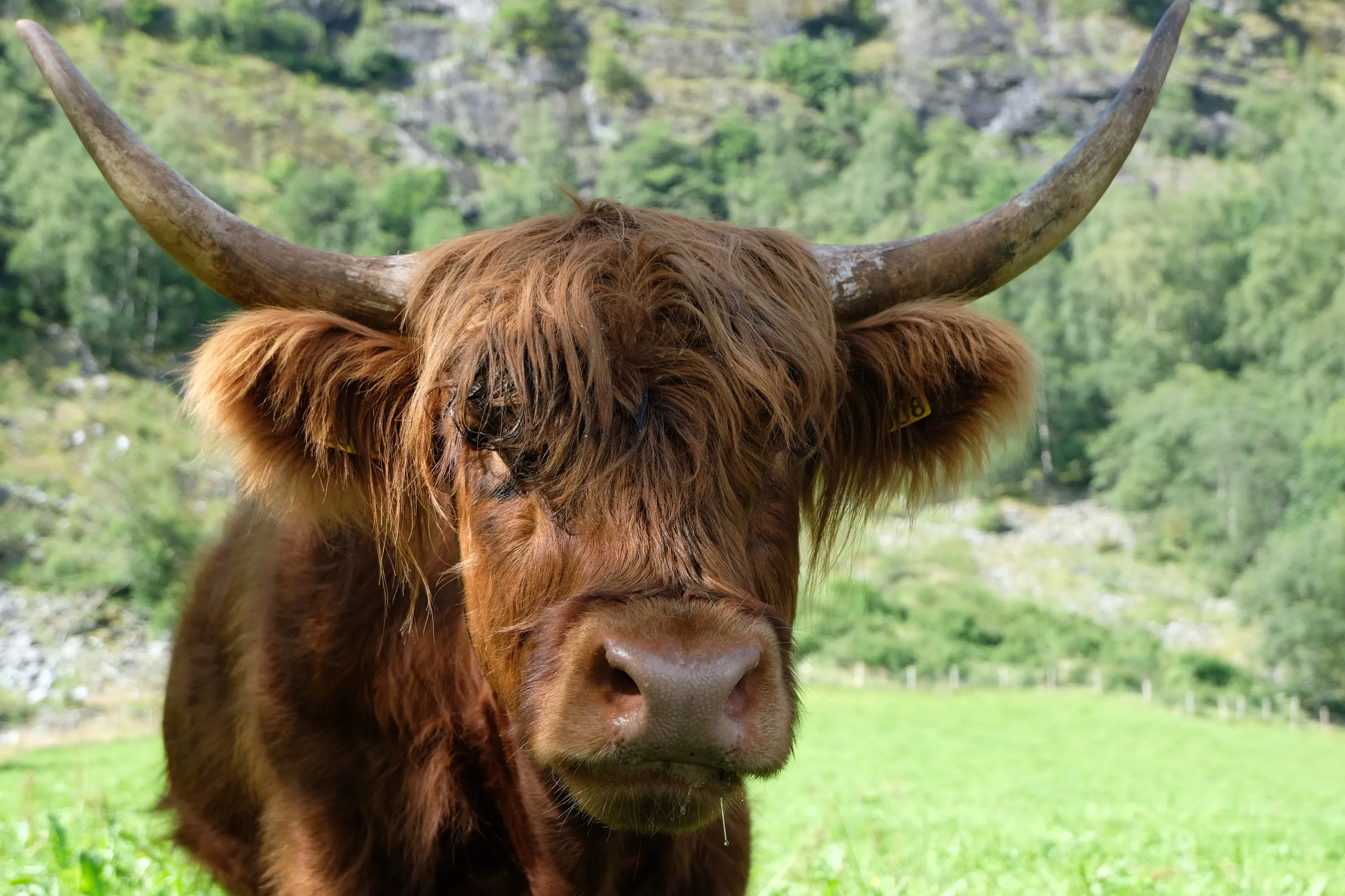 A cow in a green field