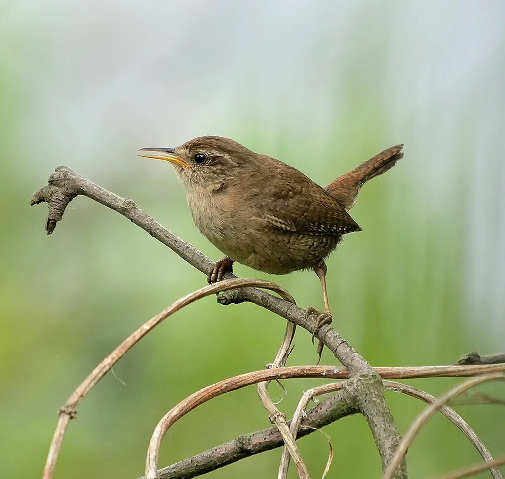 Wren