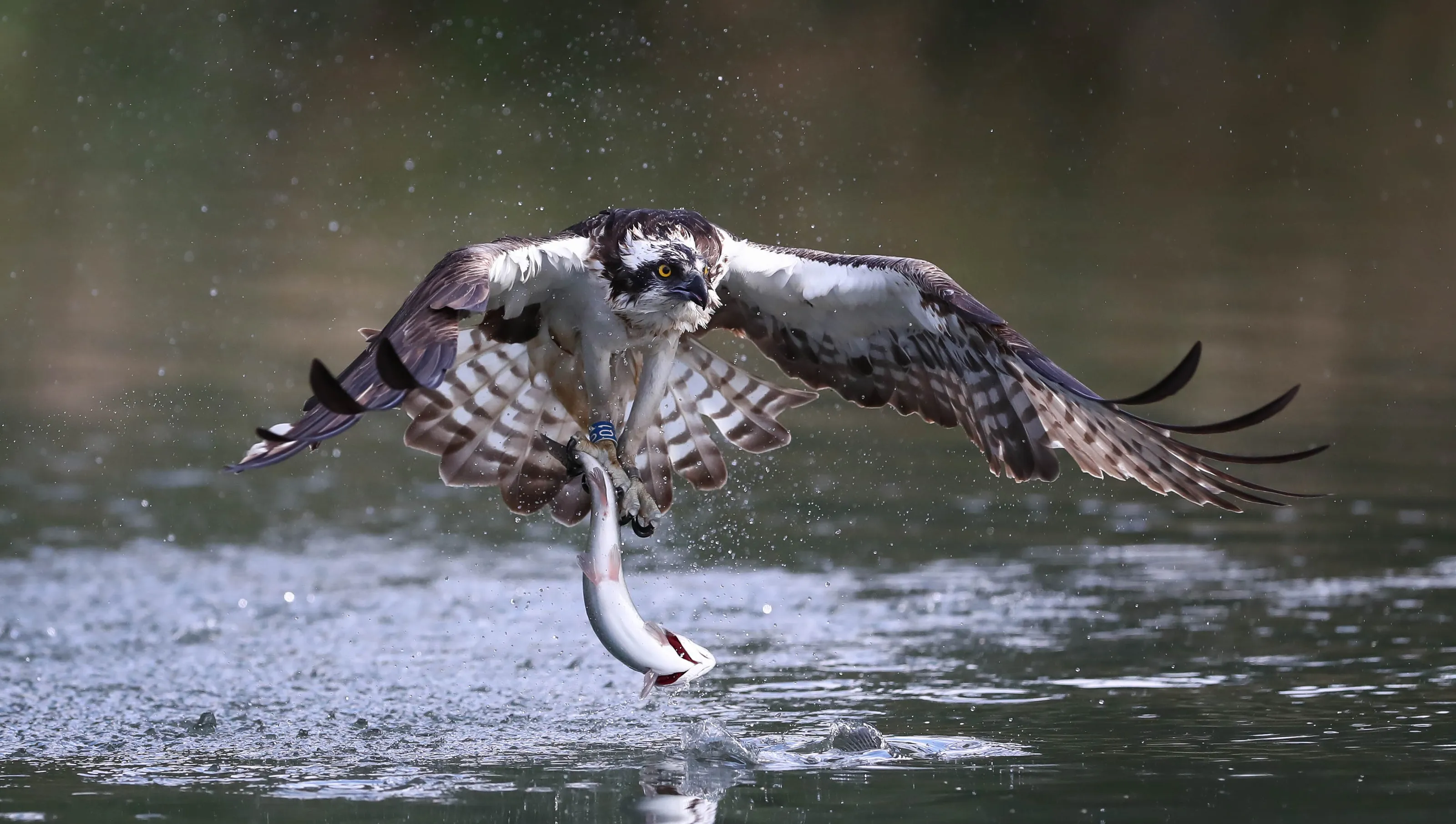 Osprey with prey