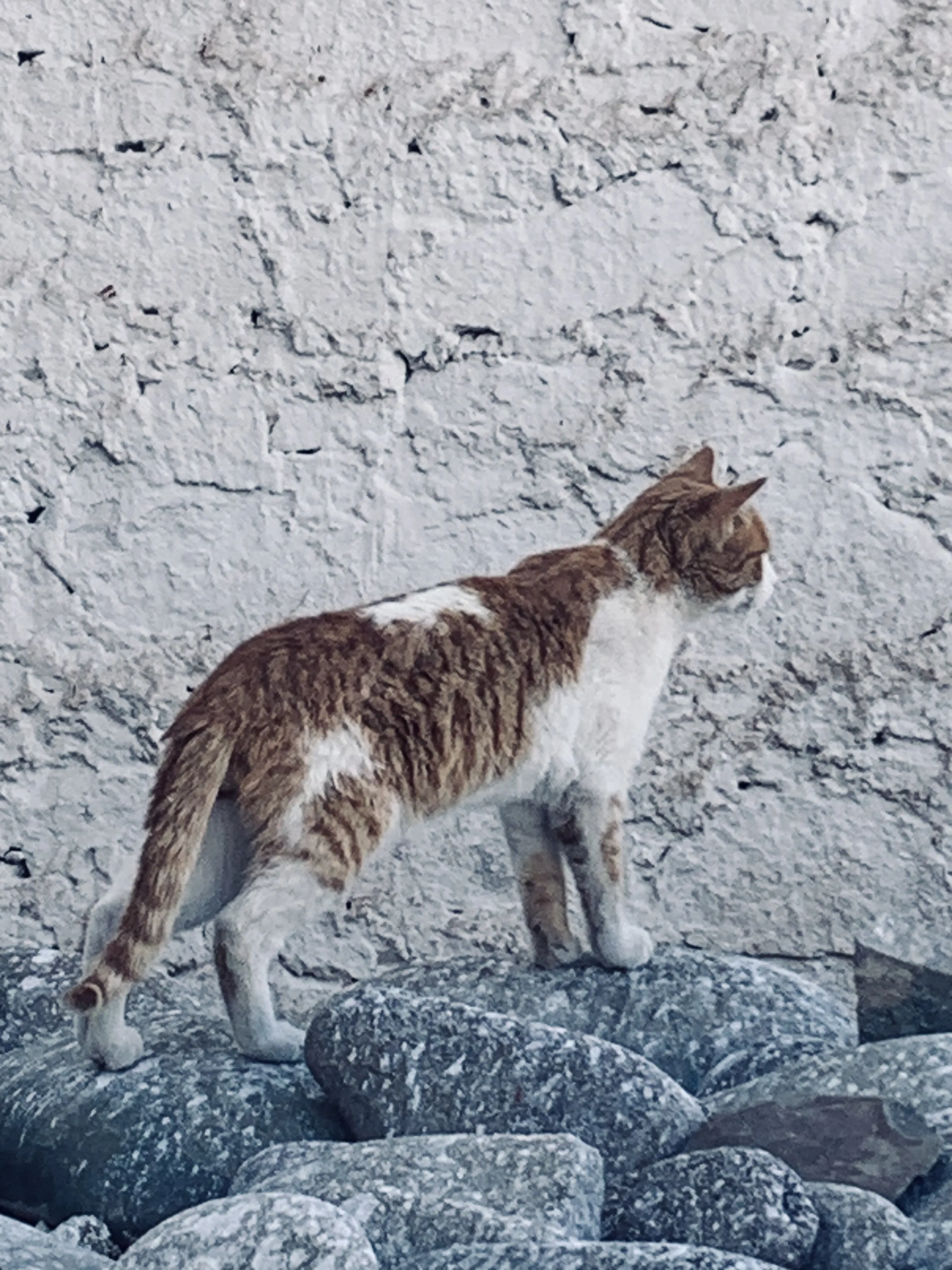 Furry cats of ladakh