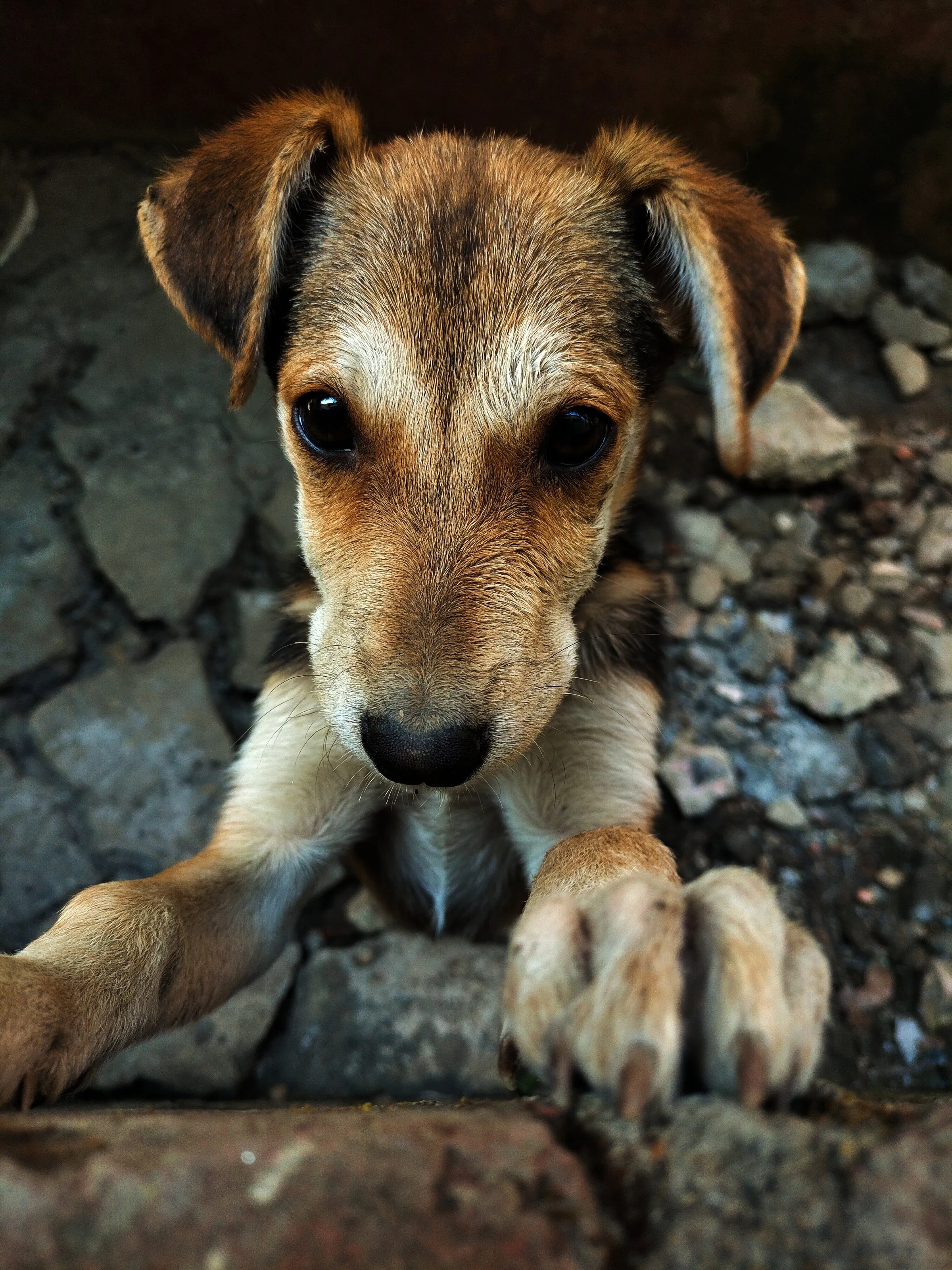 Guardians of Happiness: A Tail-Wagging Tale"