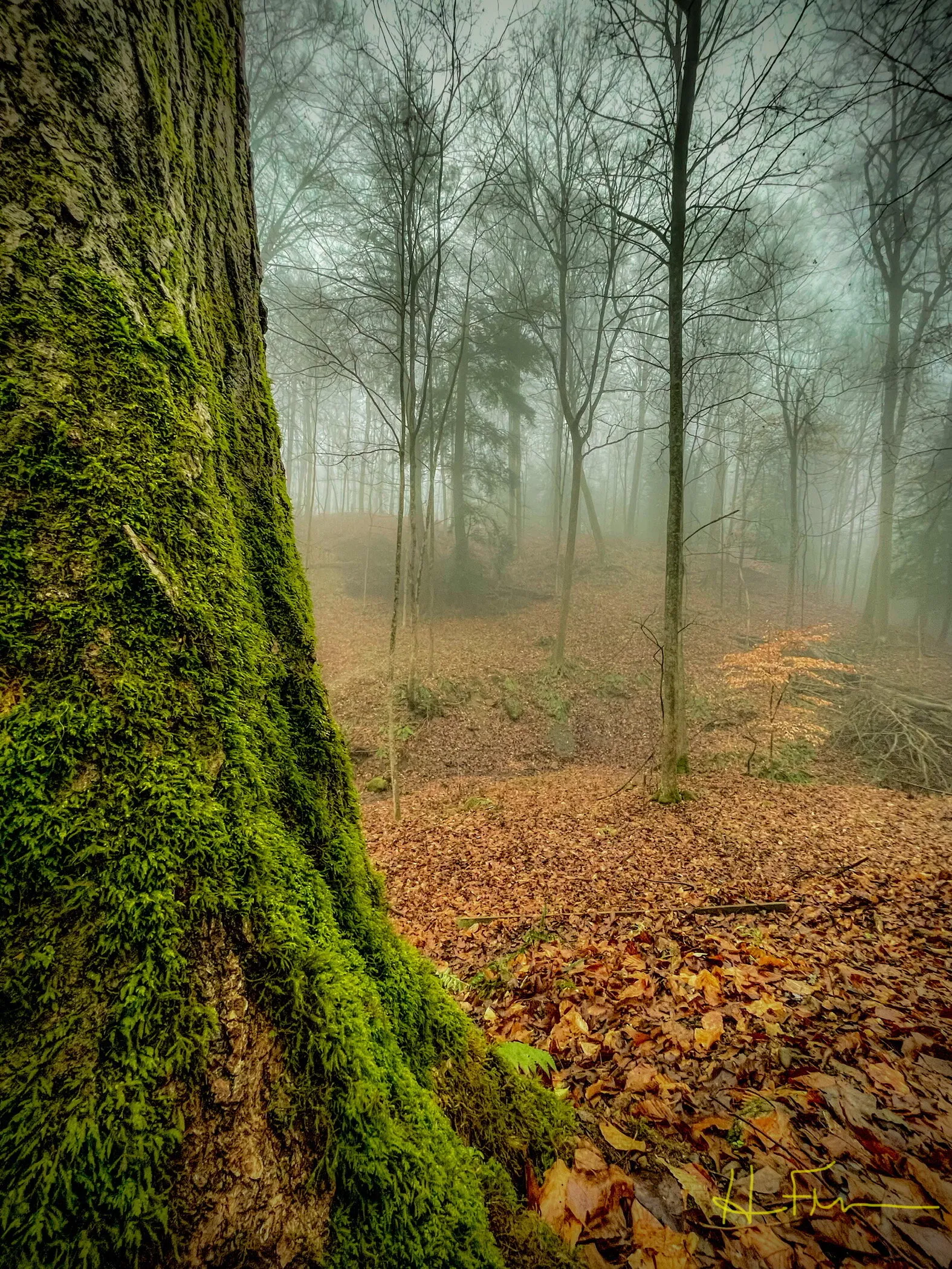 Mossy trunk