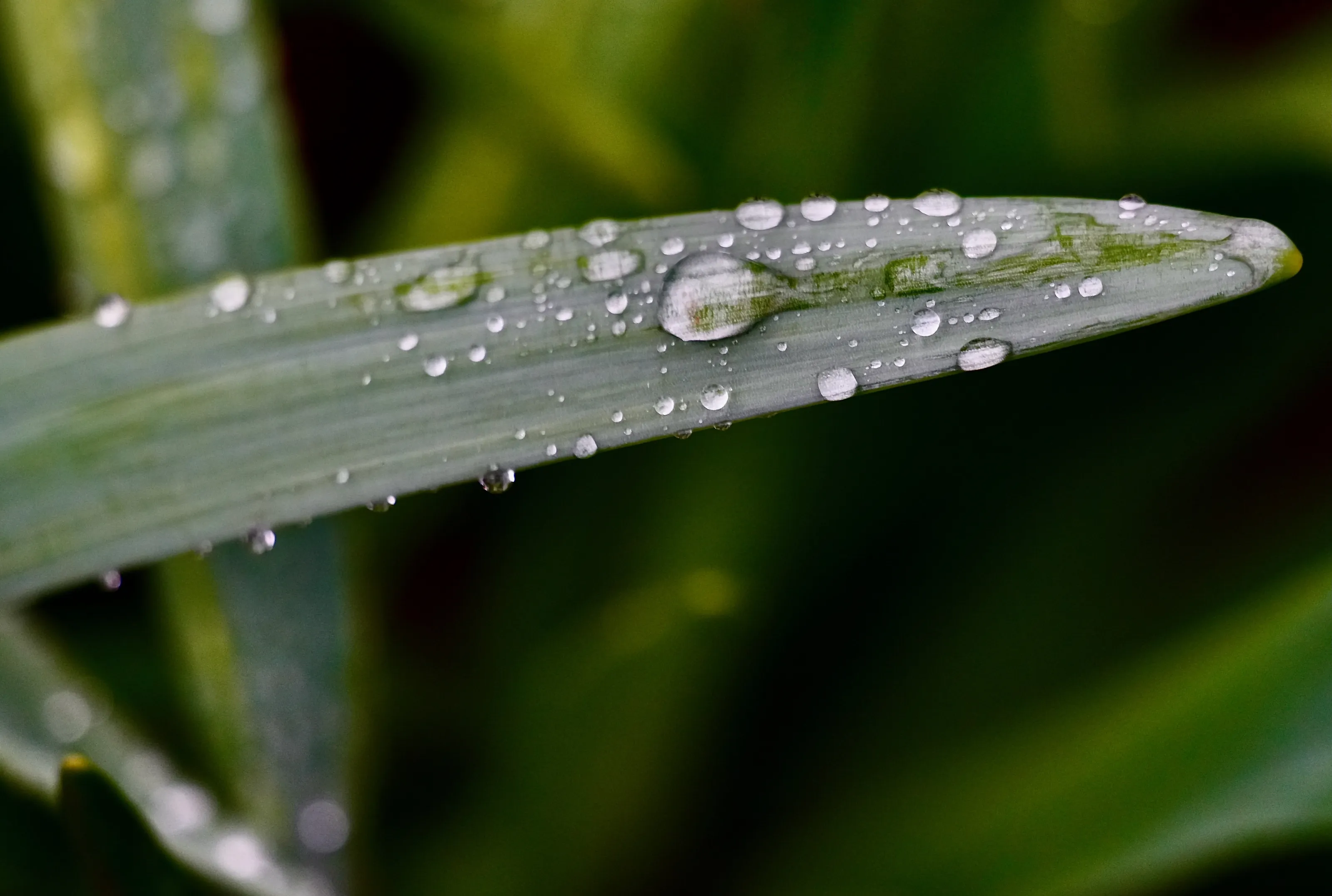 Leaf with drops