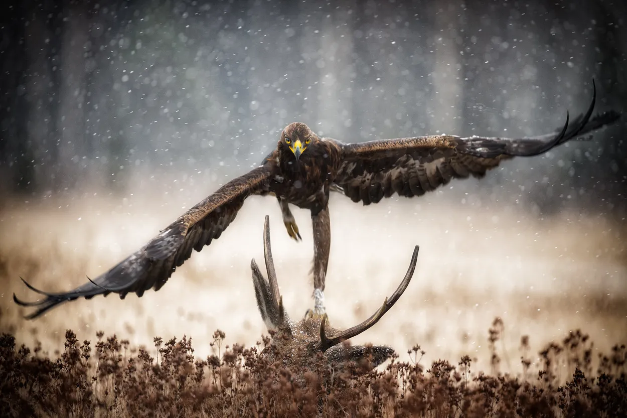 Golden Eagle