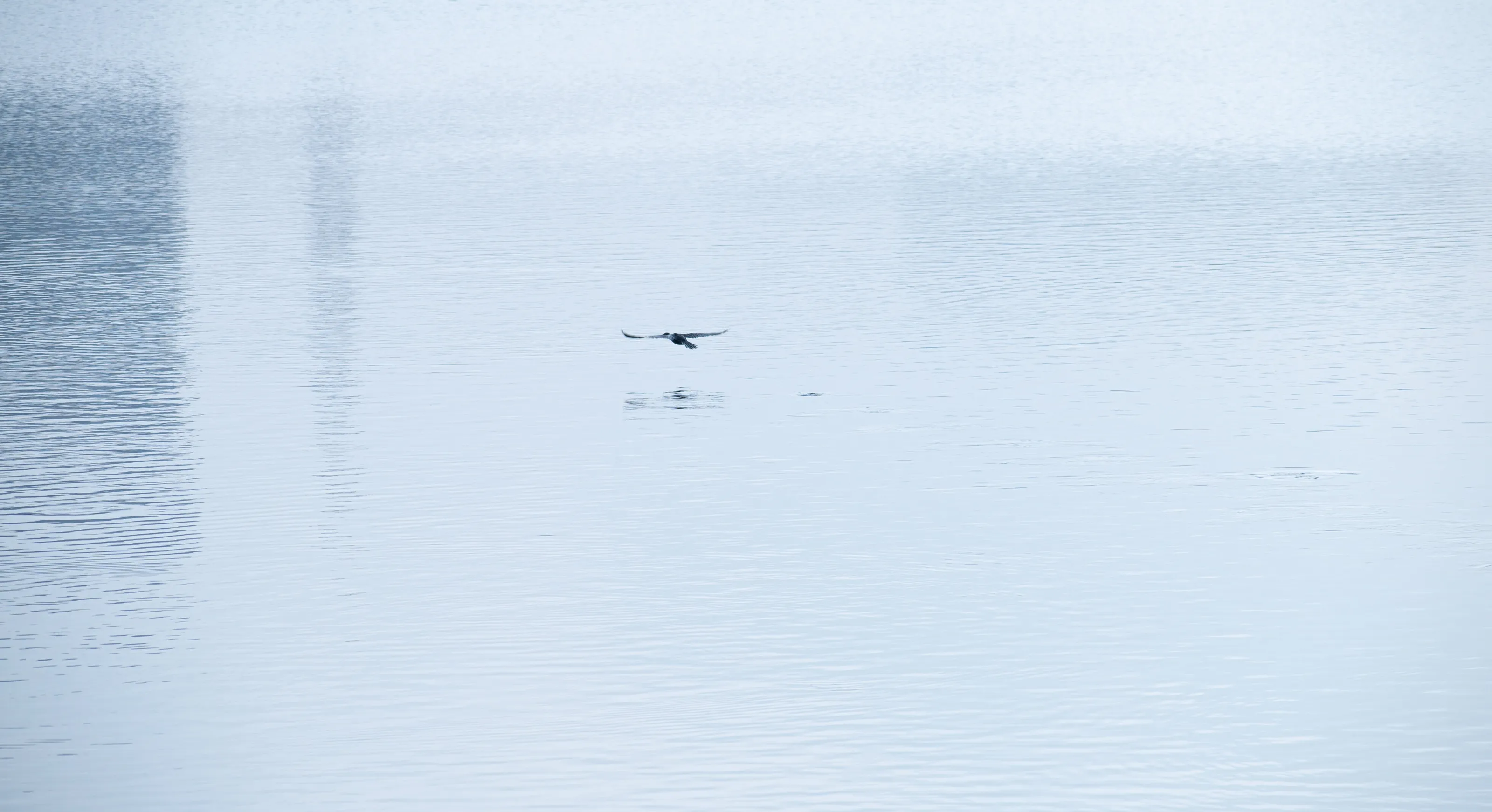 Silent Mastery: A Black Shag's Triumph