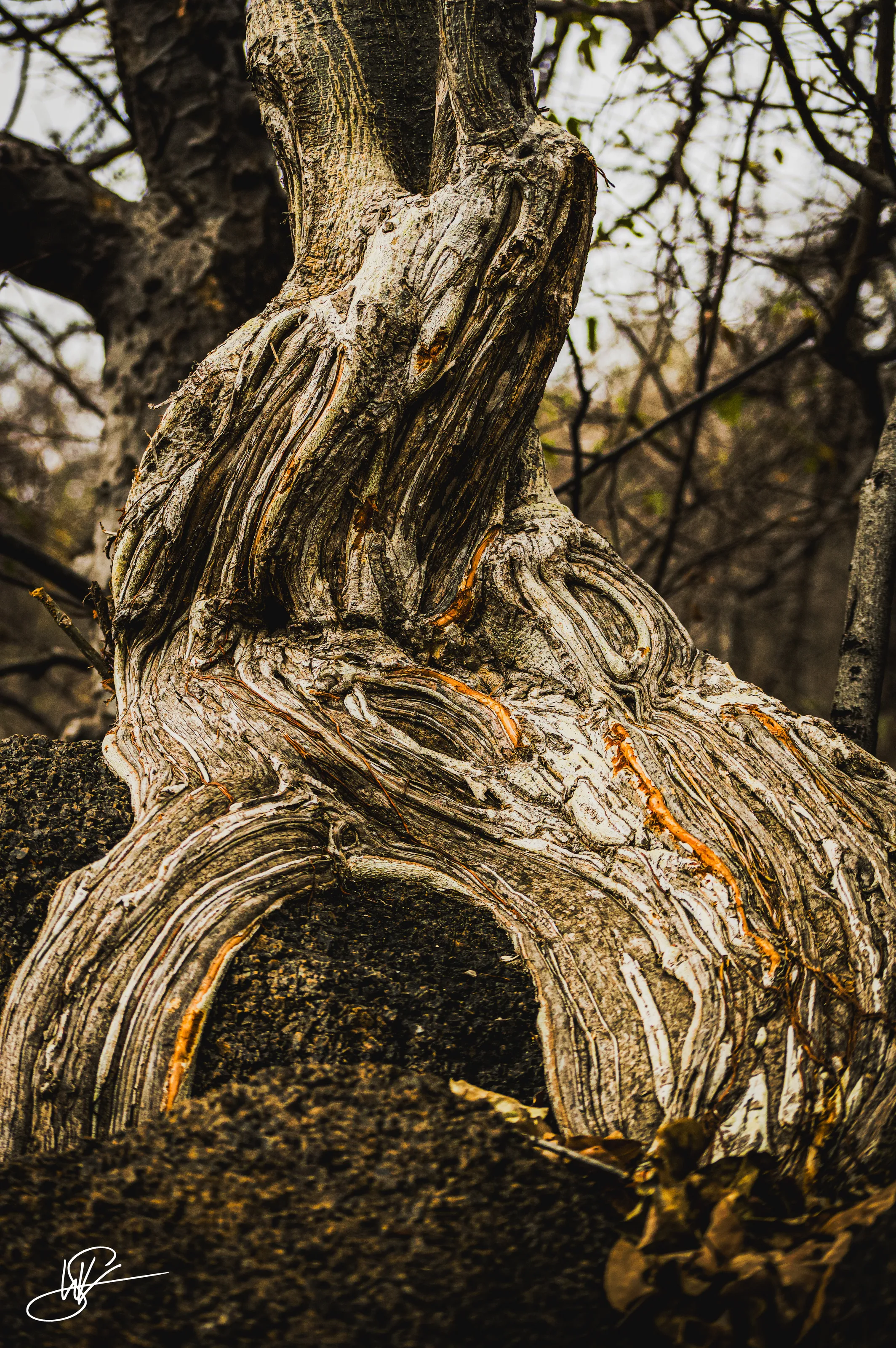 Aged by Scars