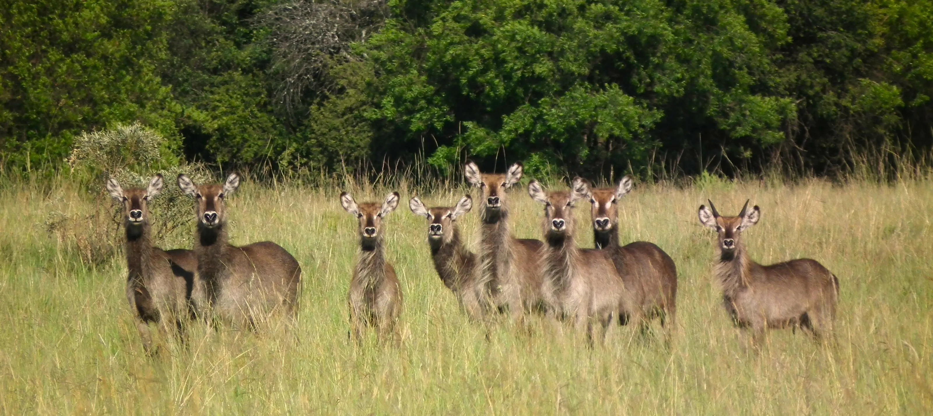 Waterbuck Family Photo