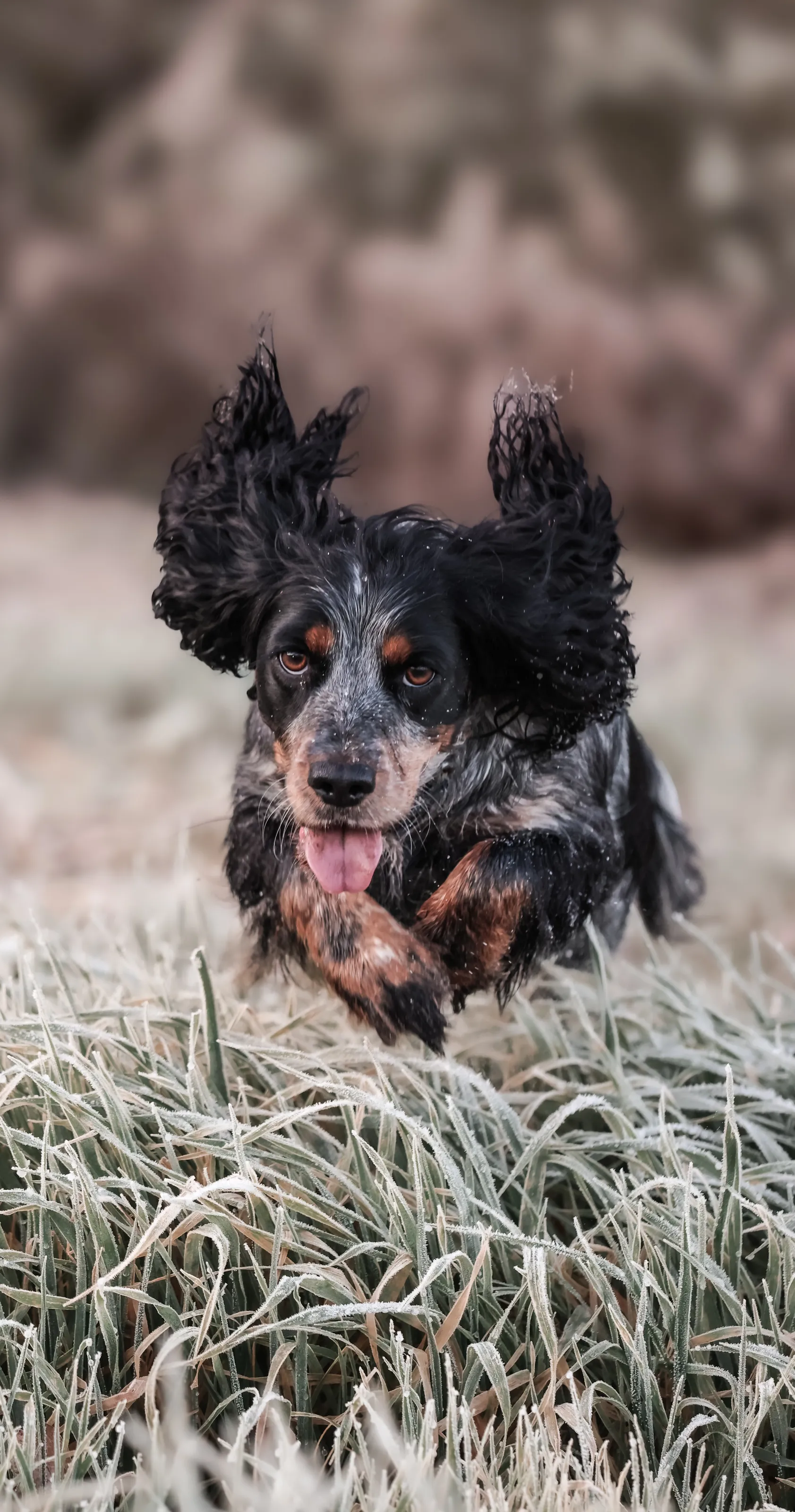 The Spaniel, working dog