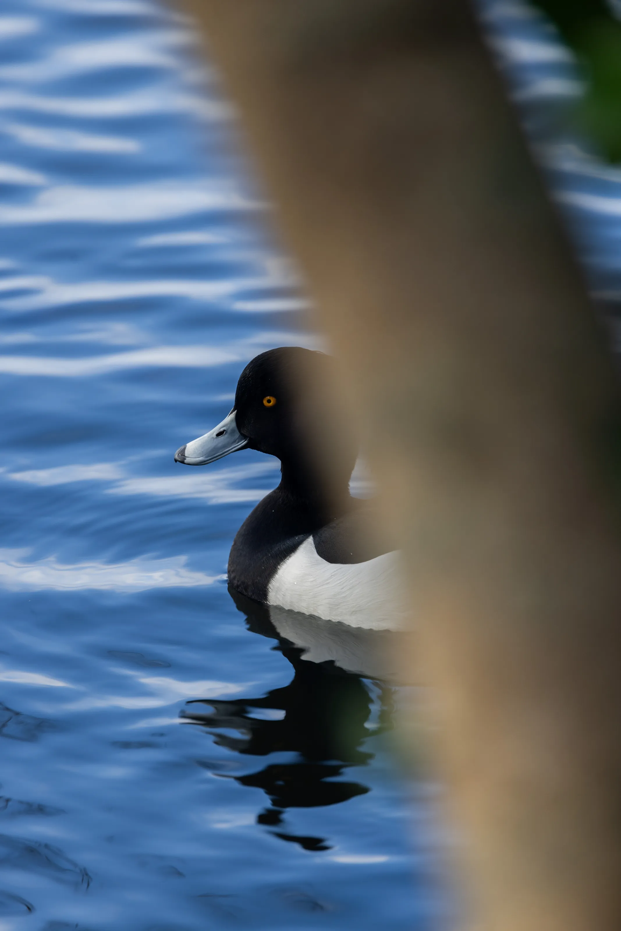 Tufted Duck