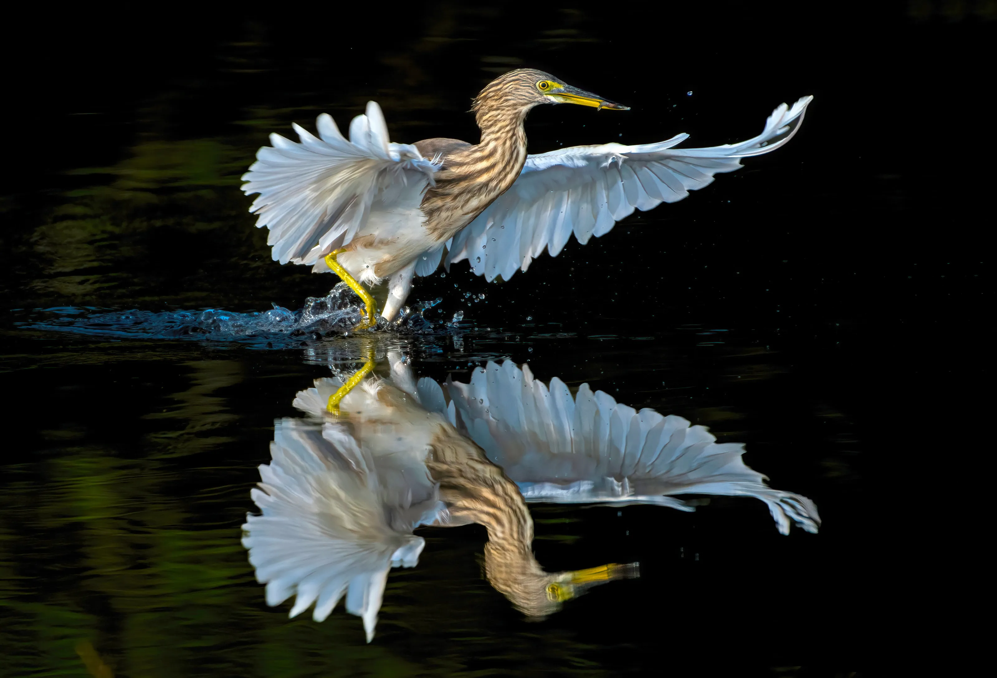 Feathered and ripple reflections