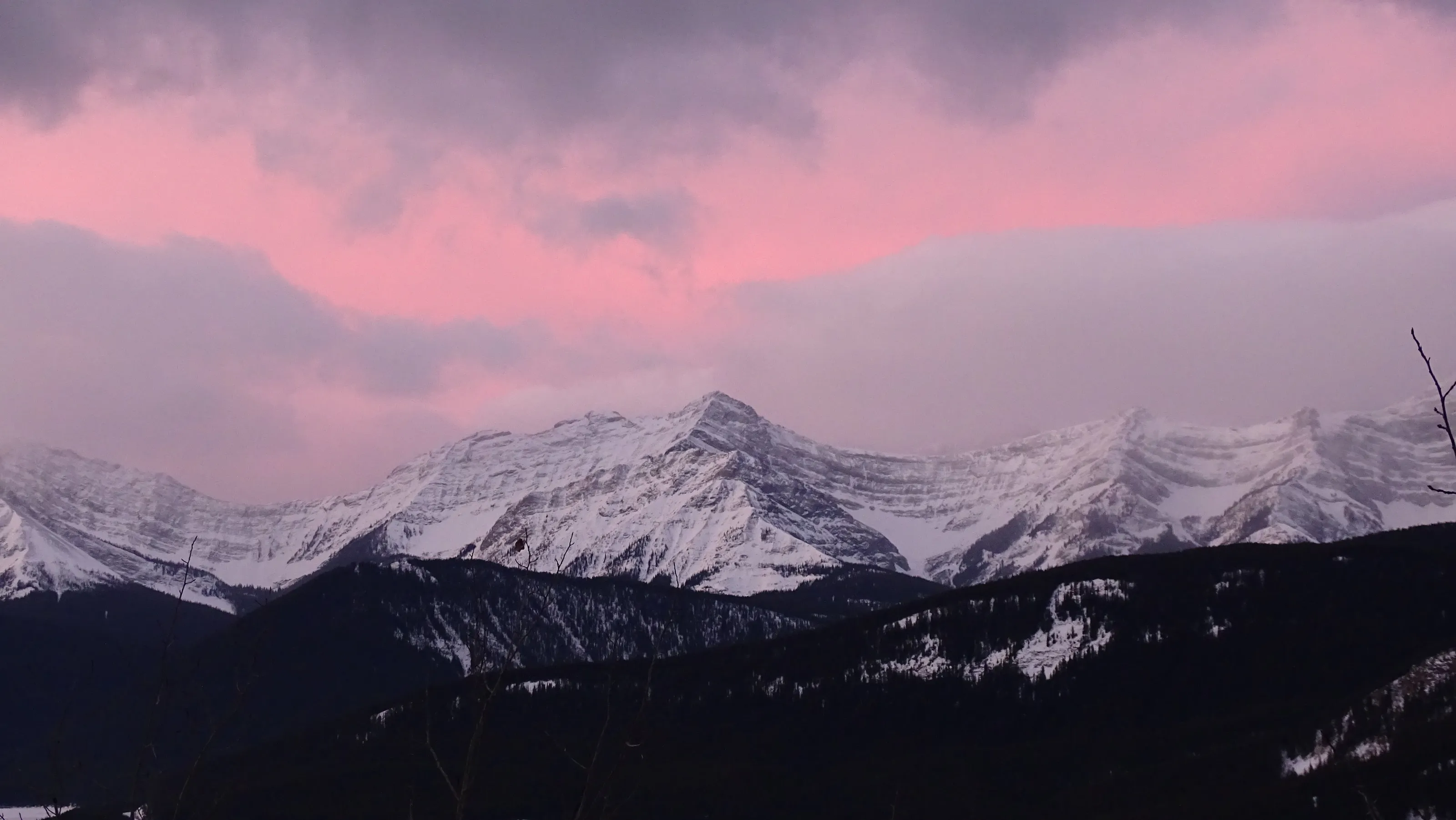 Pinks blend