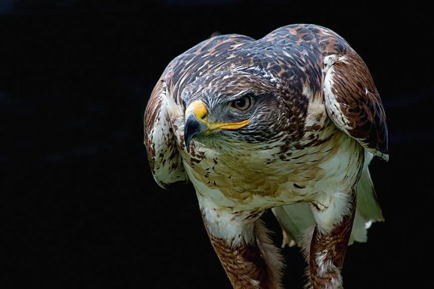 Hawk