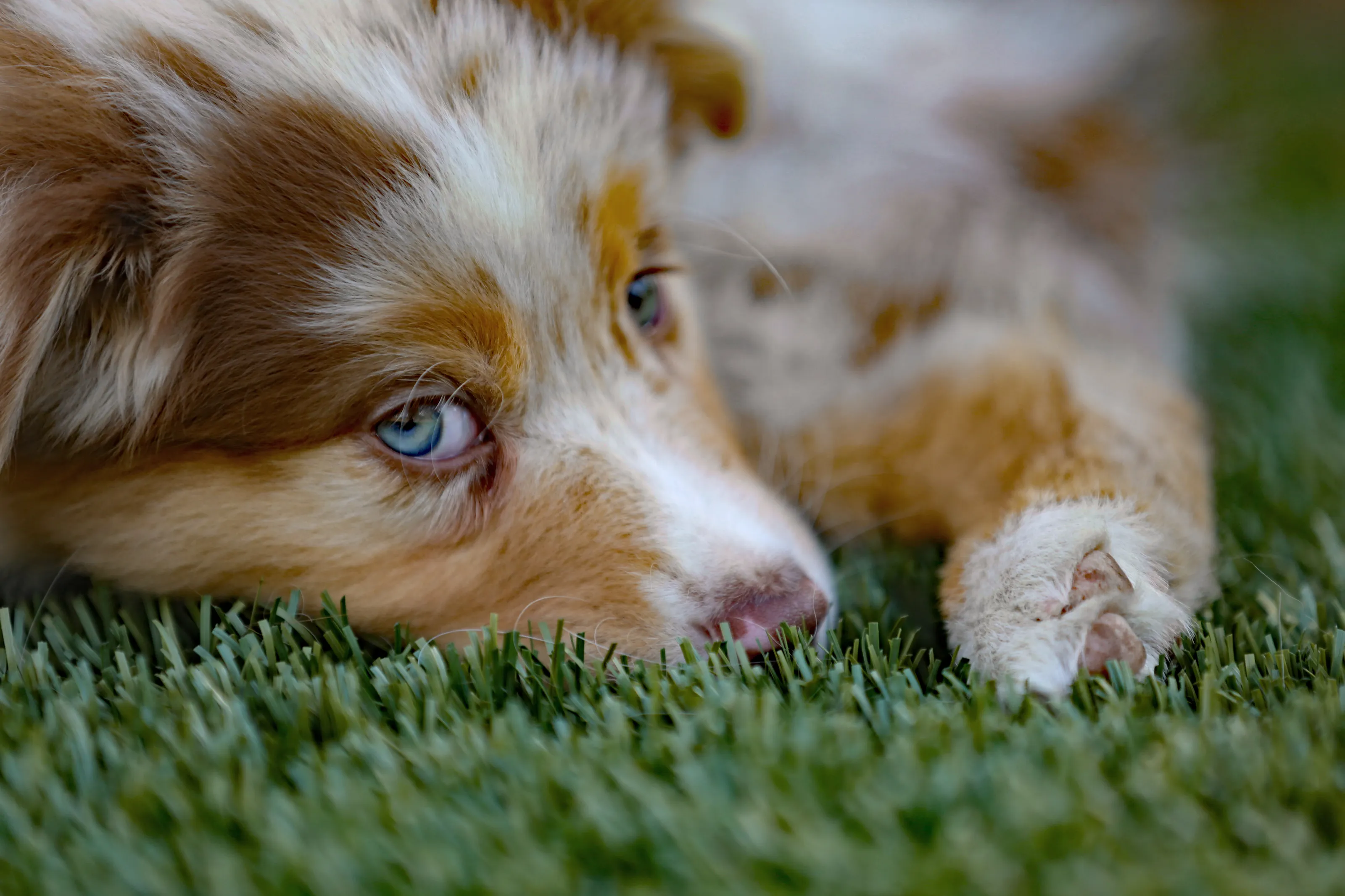 Red Merle Aussie Puppy
