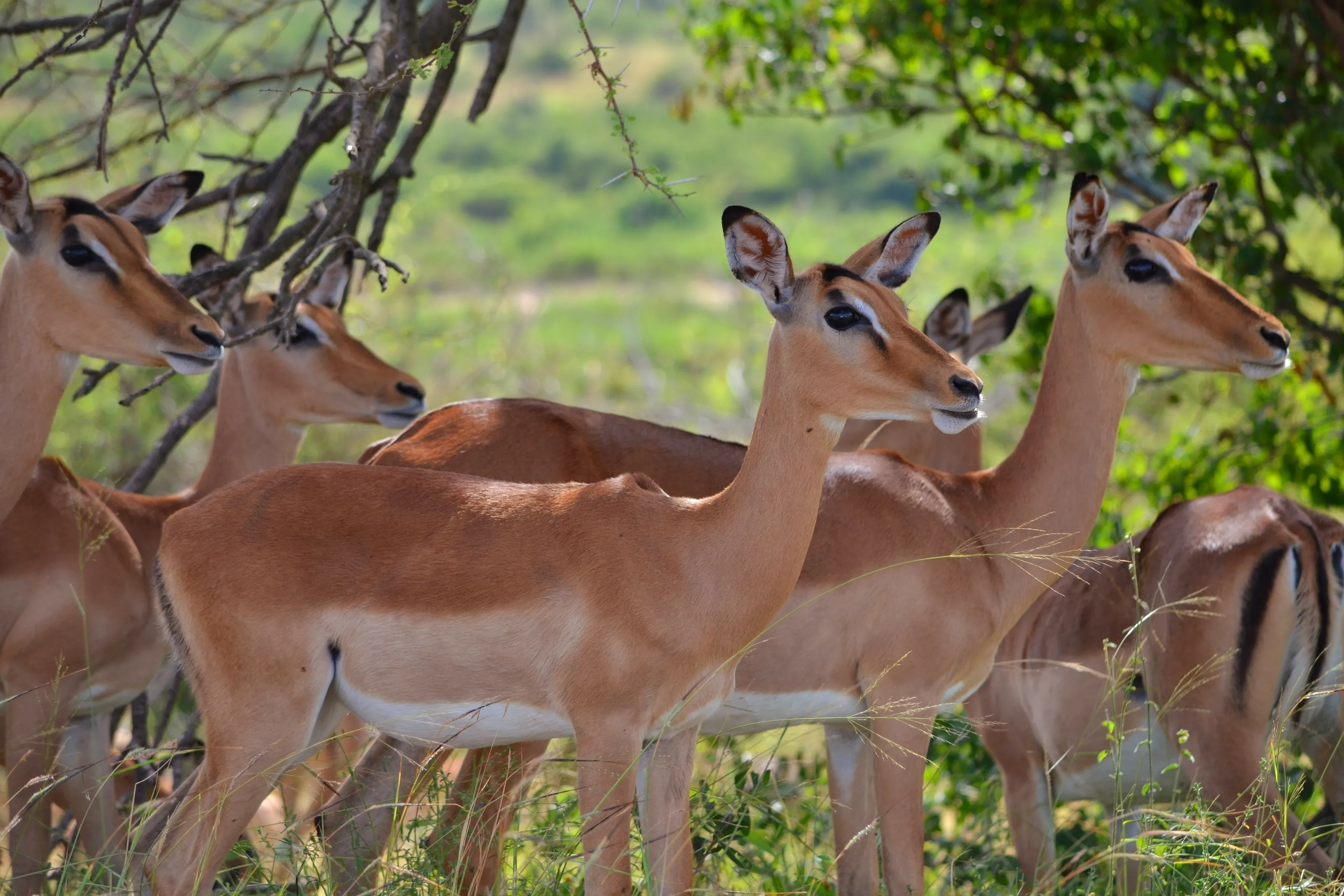 Impala - Kruger National Park - South Africa