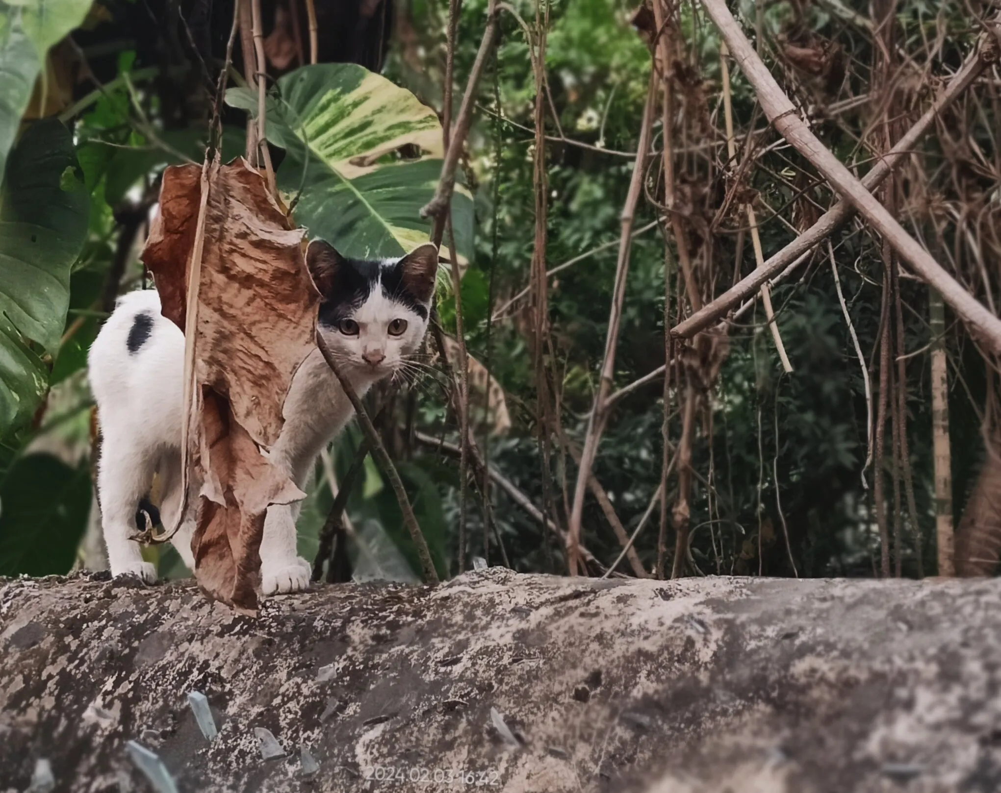 Domestic cat in the wild