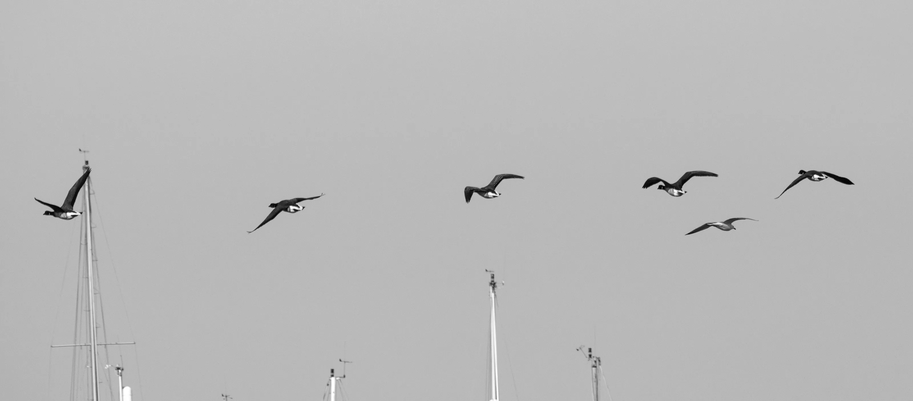 Flying goose