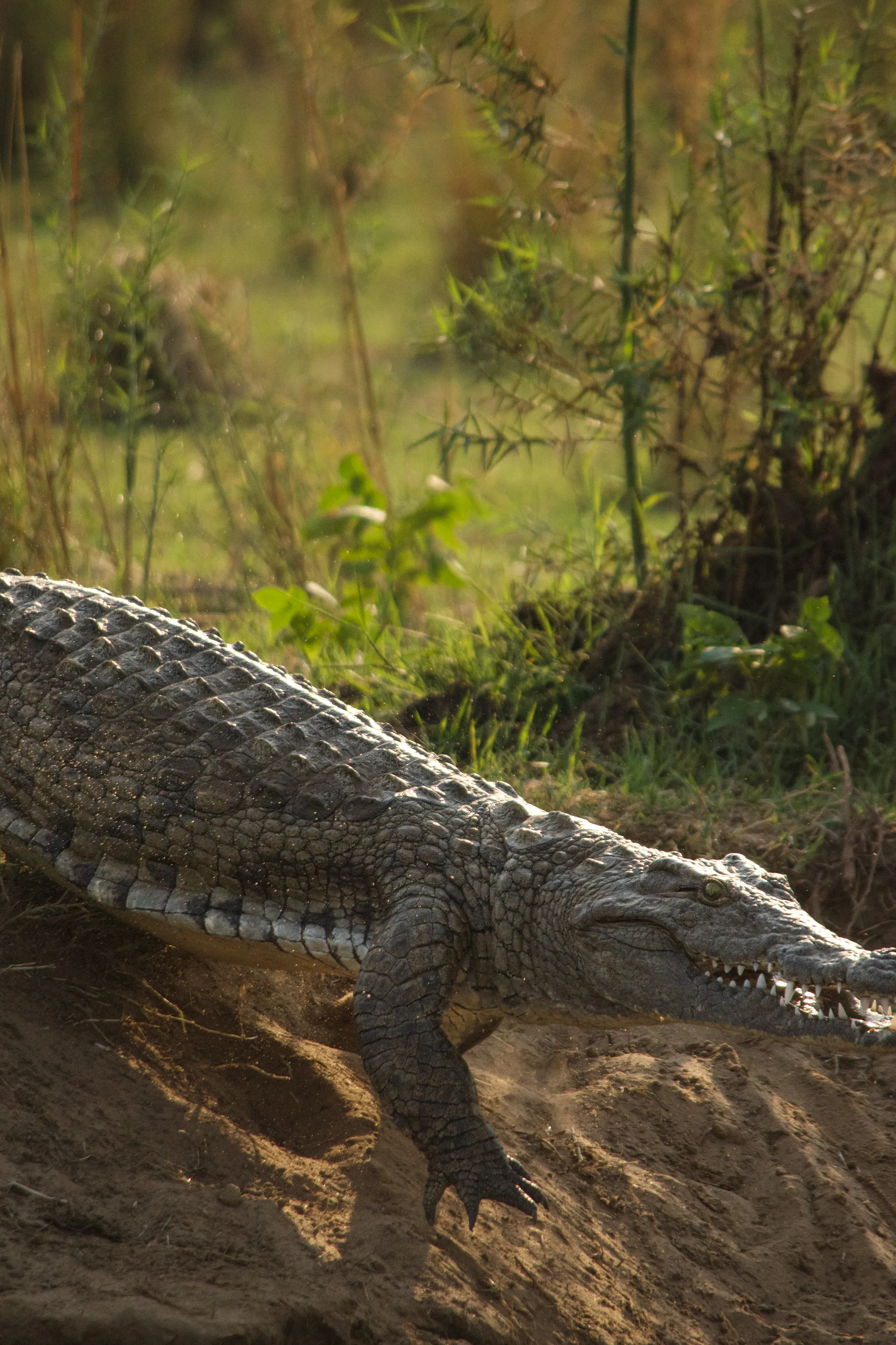 Running for Water - Croc on the Zambezi River