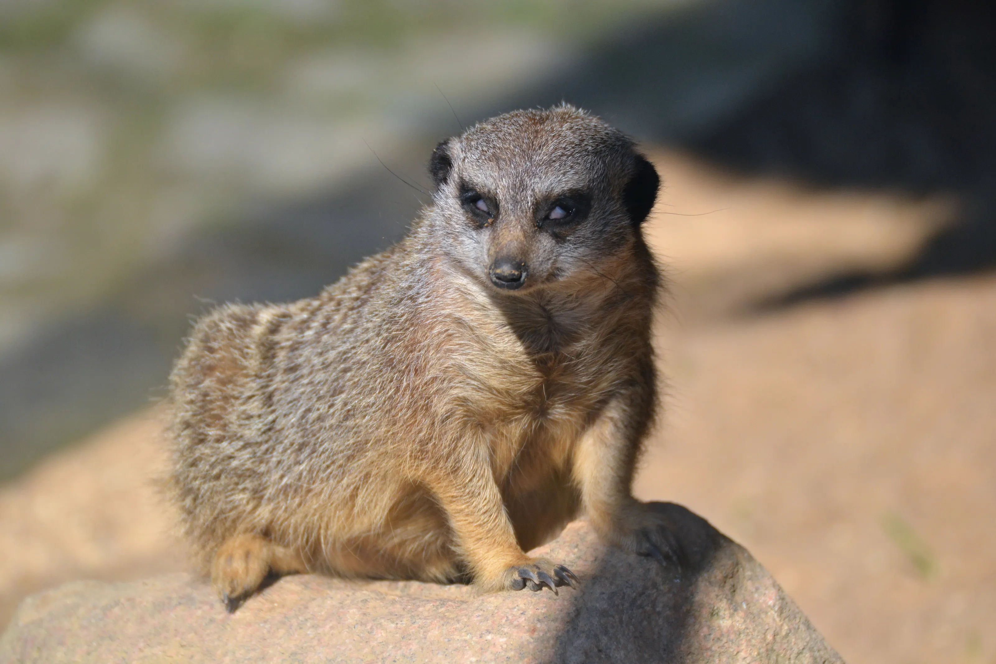 A posing meerkat