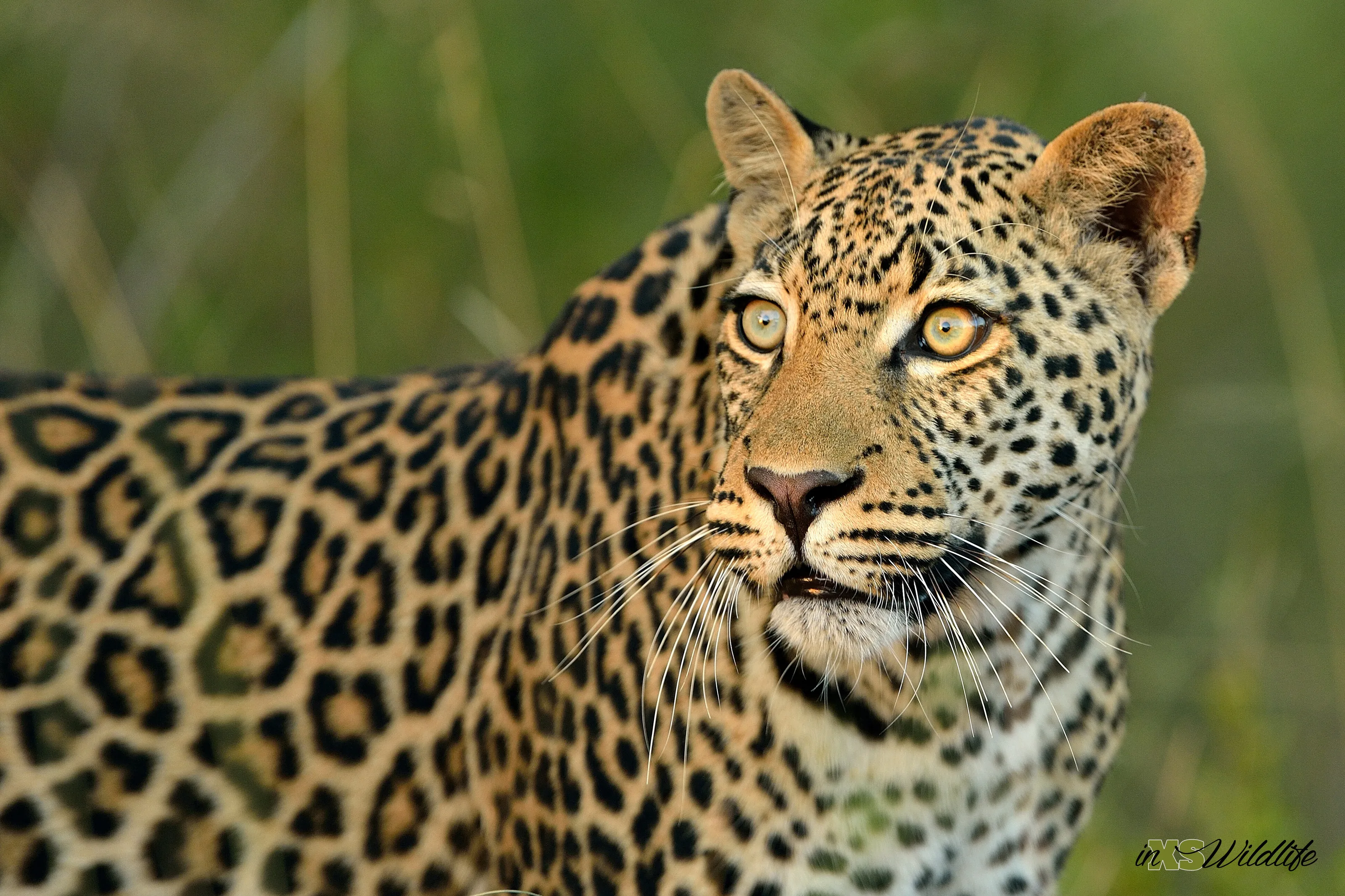 Leopard Stare