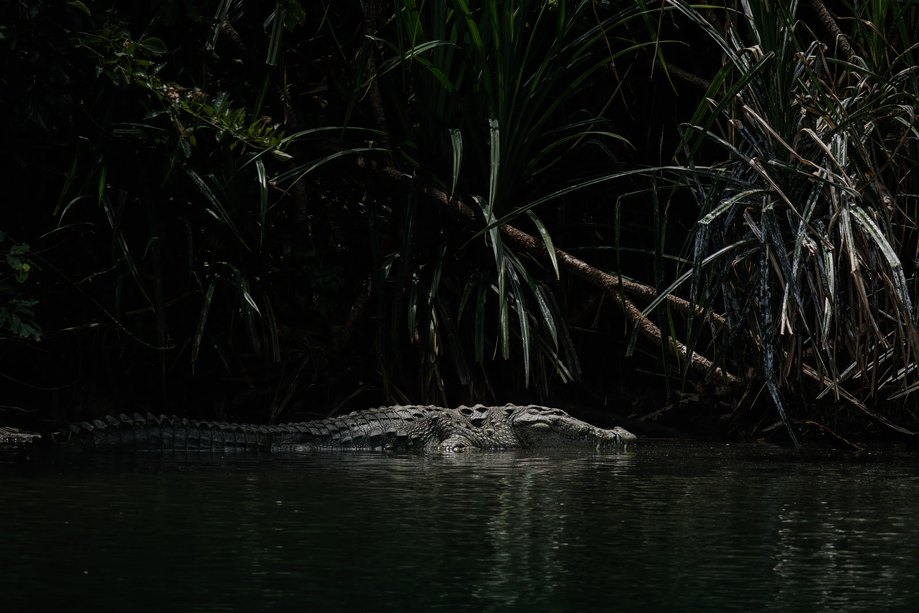 A crocodile's rest