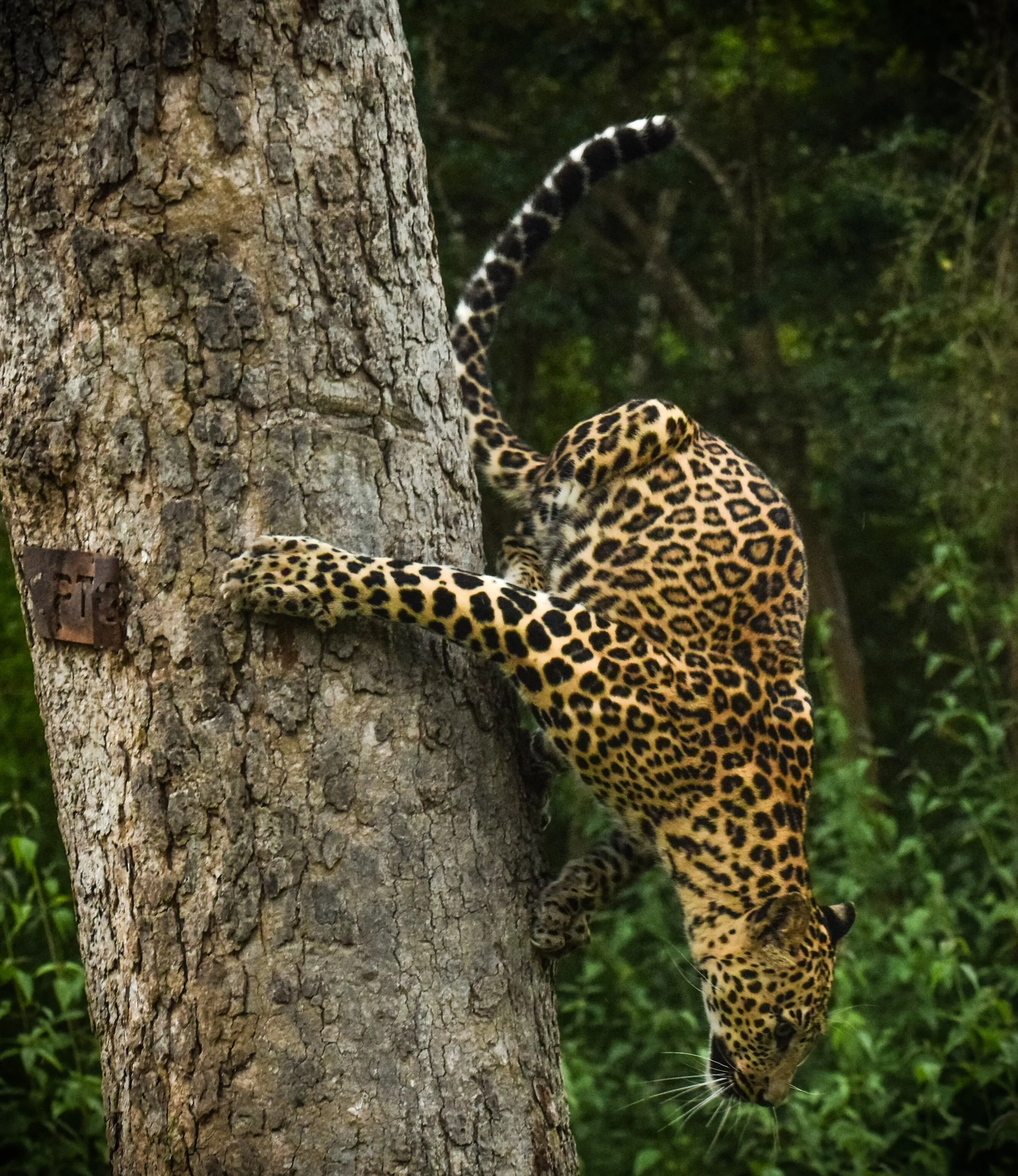 An Acrobatic Leopard