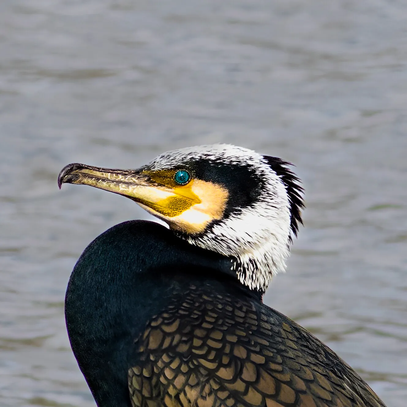 Cormorant