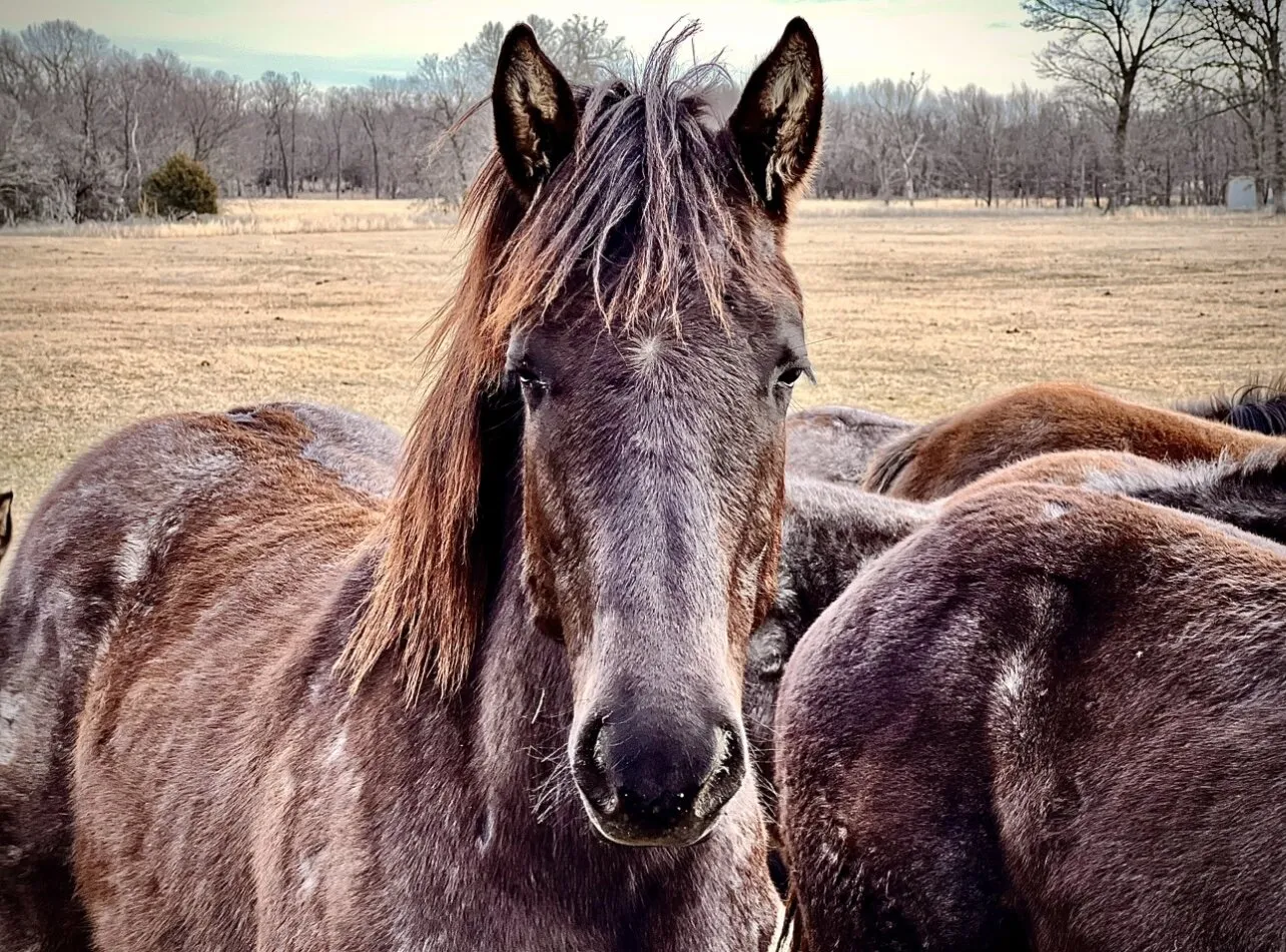 Young Horse
