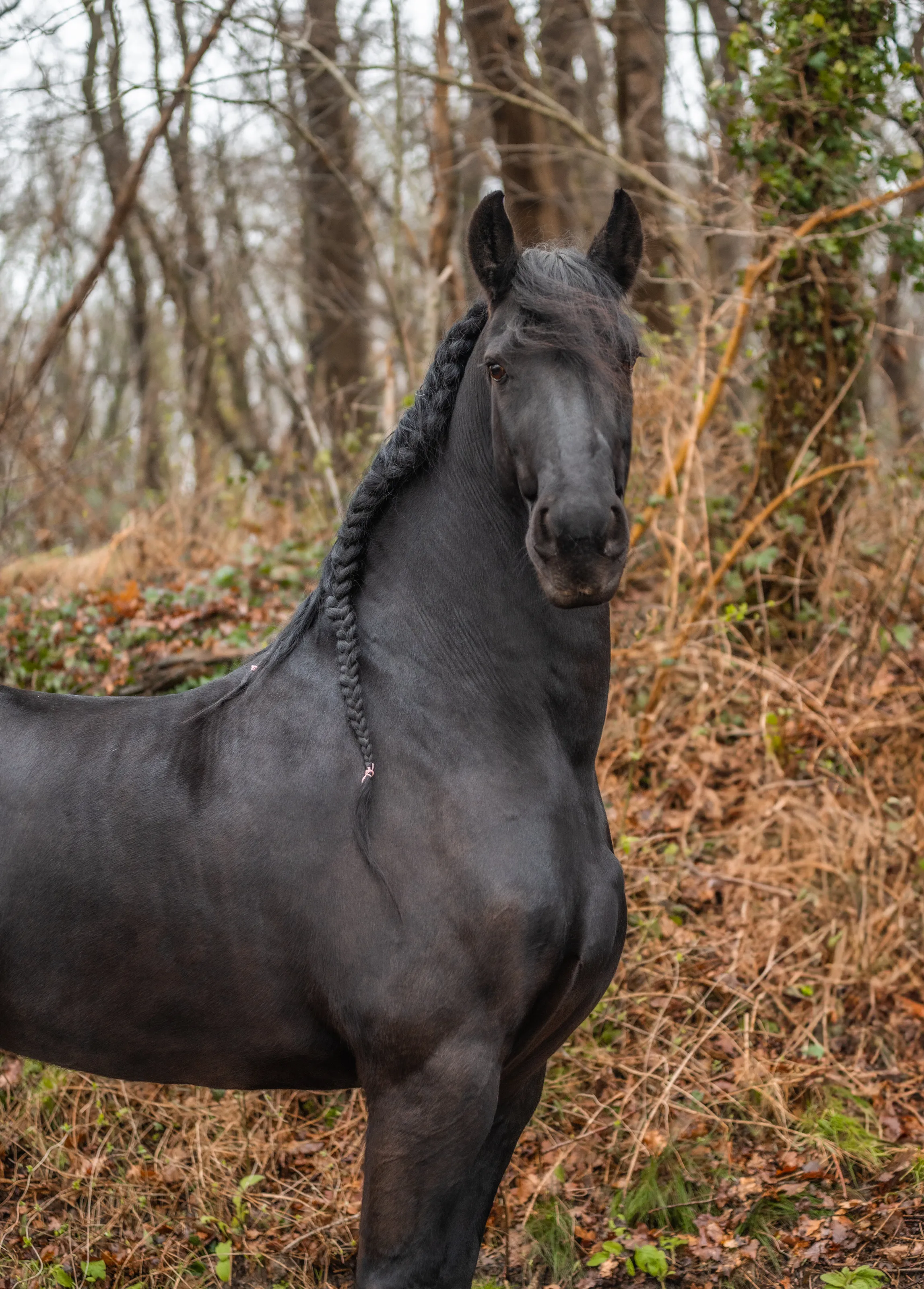 Frisian Horse