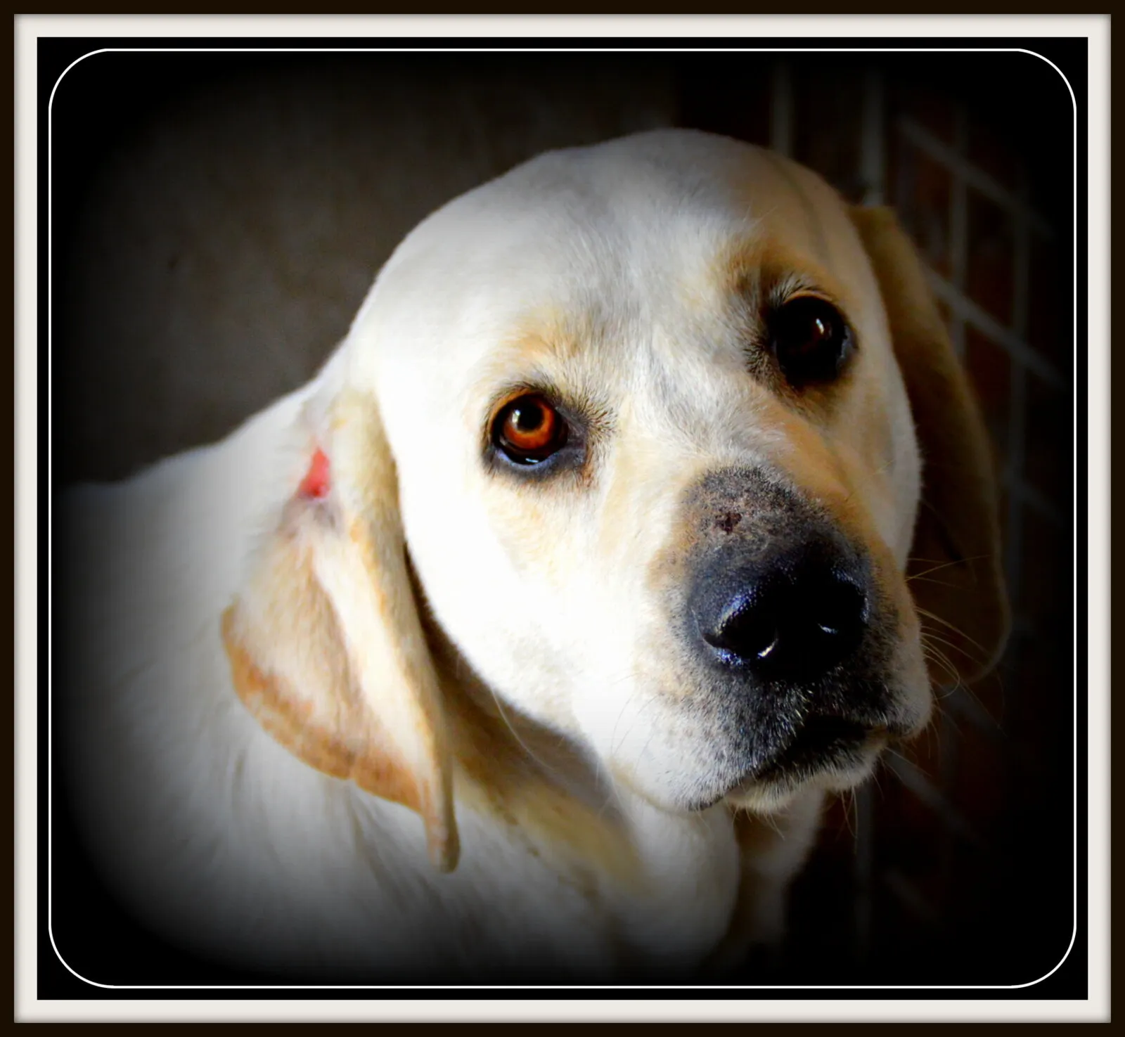 abused dog