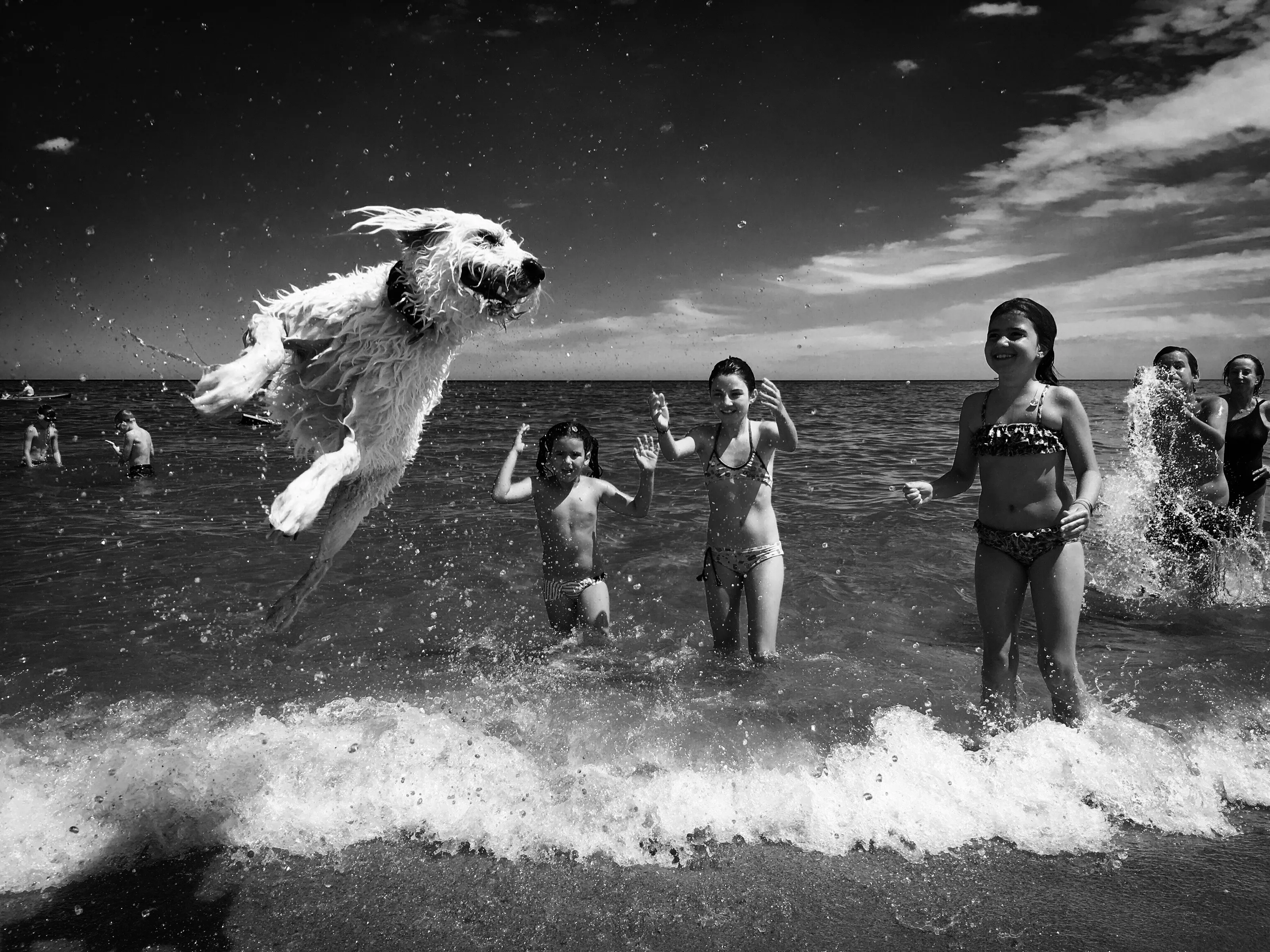 flying dog
