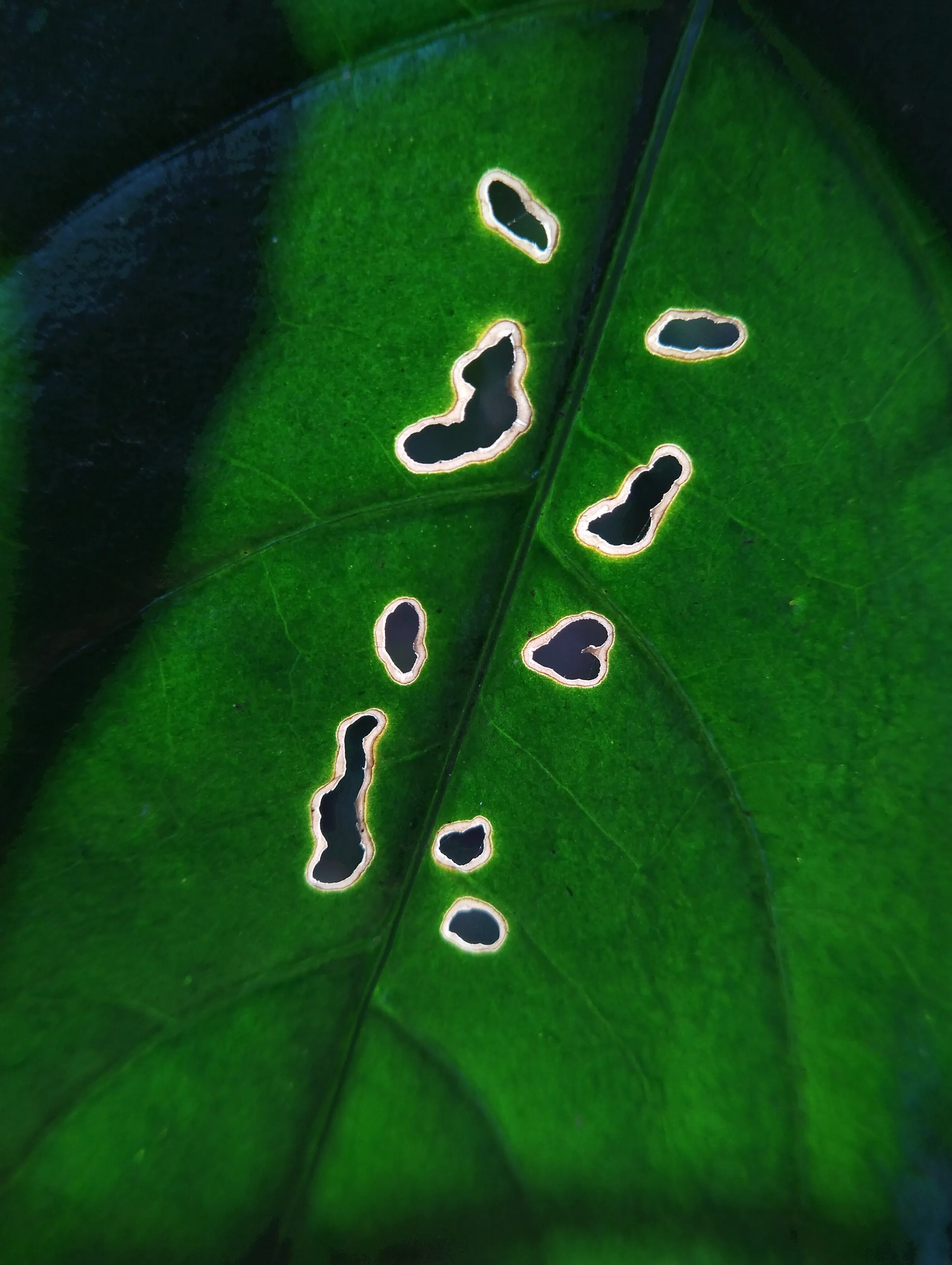 Art of a caterpillar