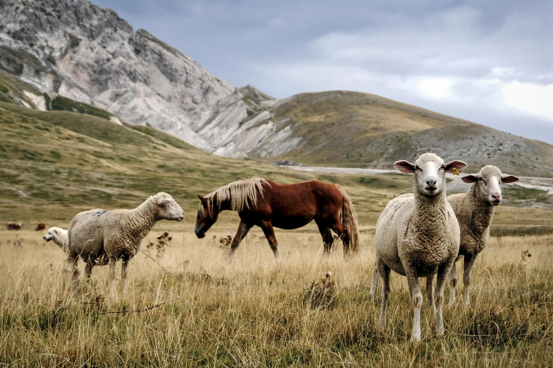 Lost Sheep