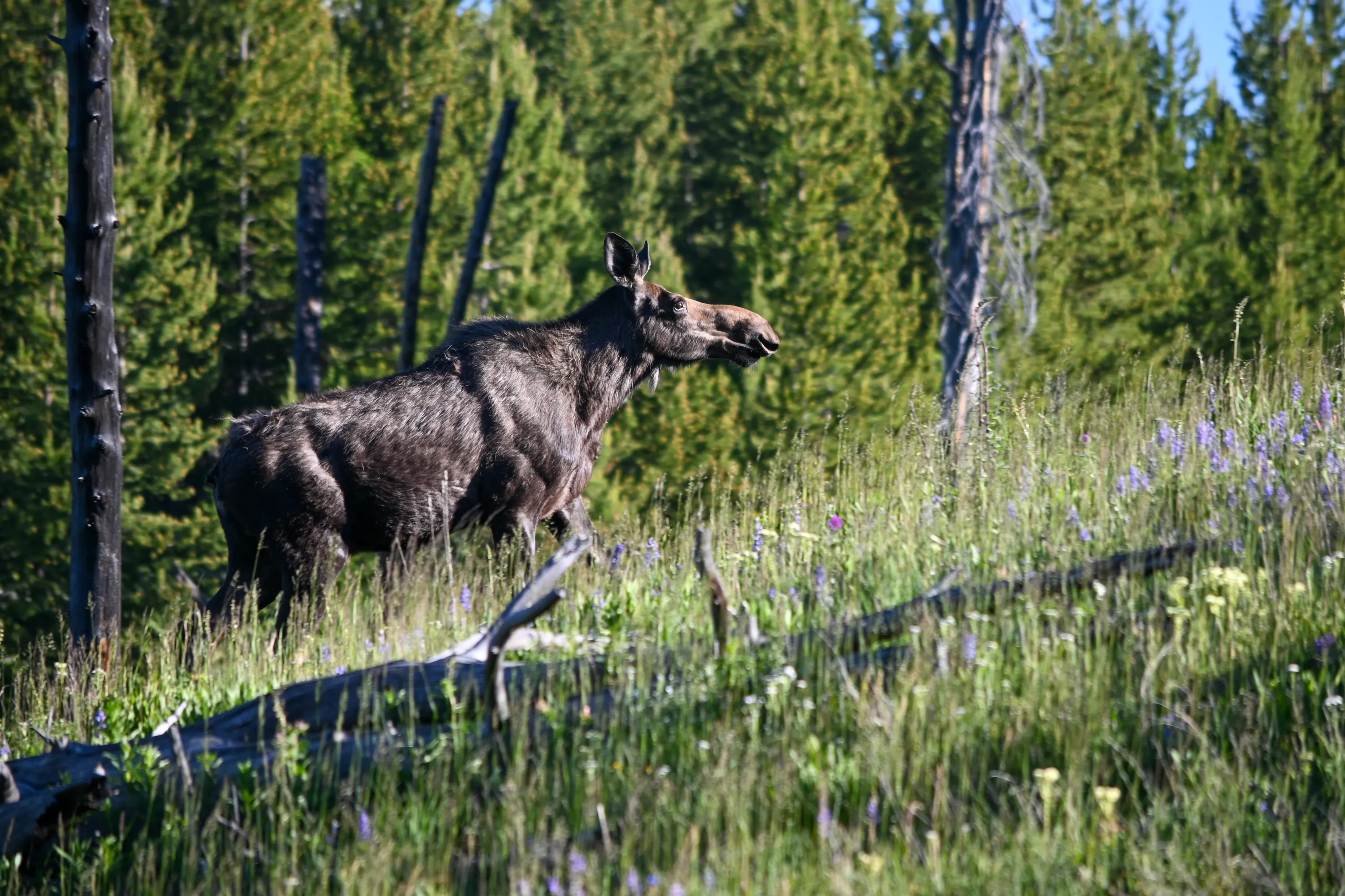 moose