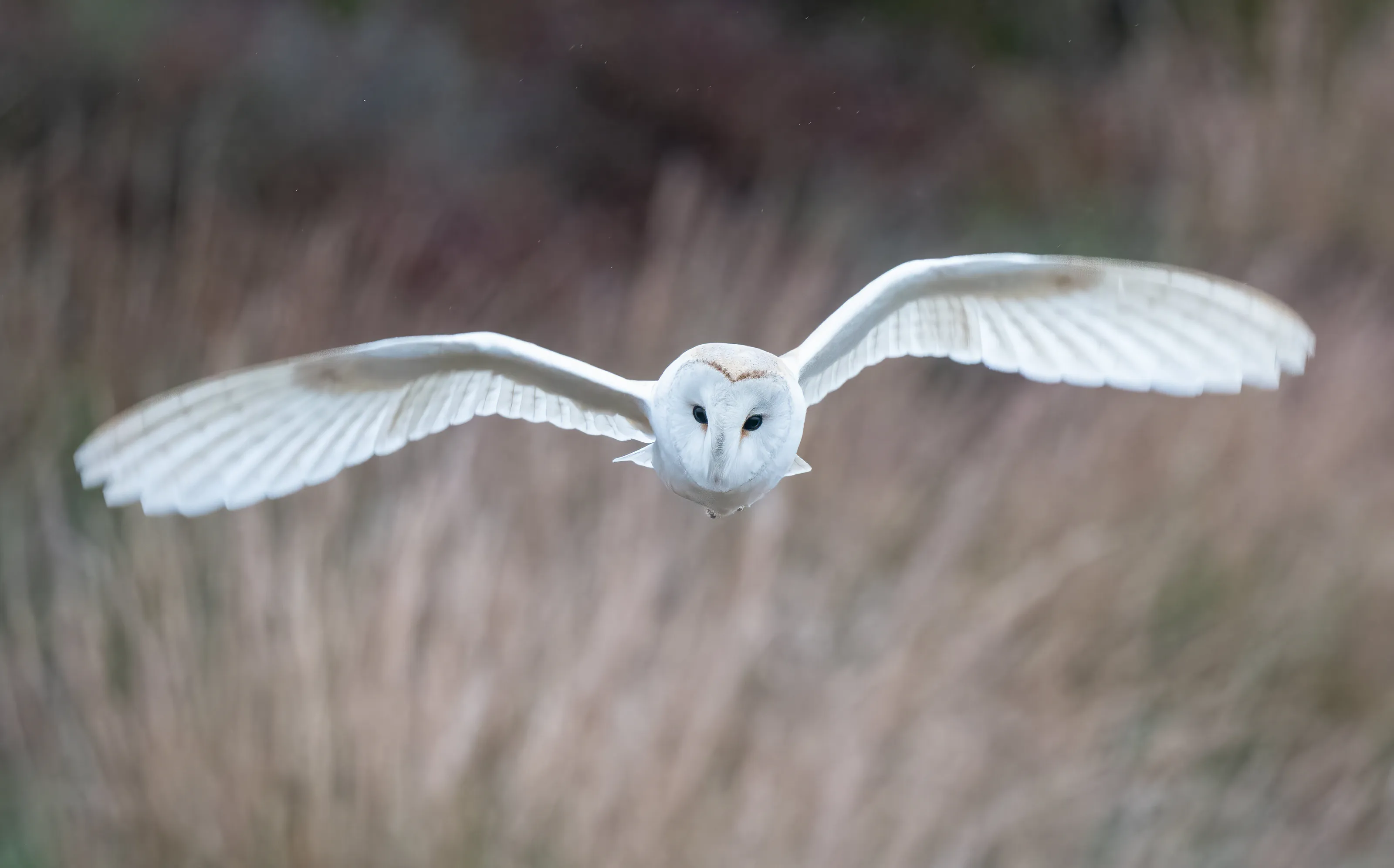 Flying low across the moors (wild owl)
