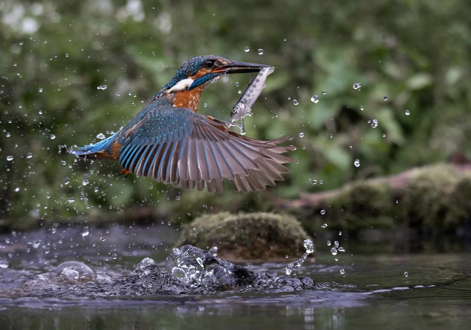 Kingfisher's Flight