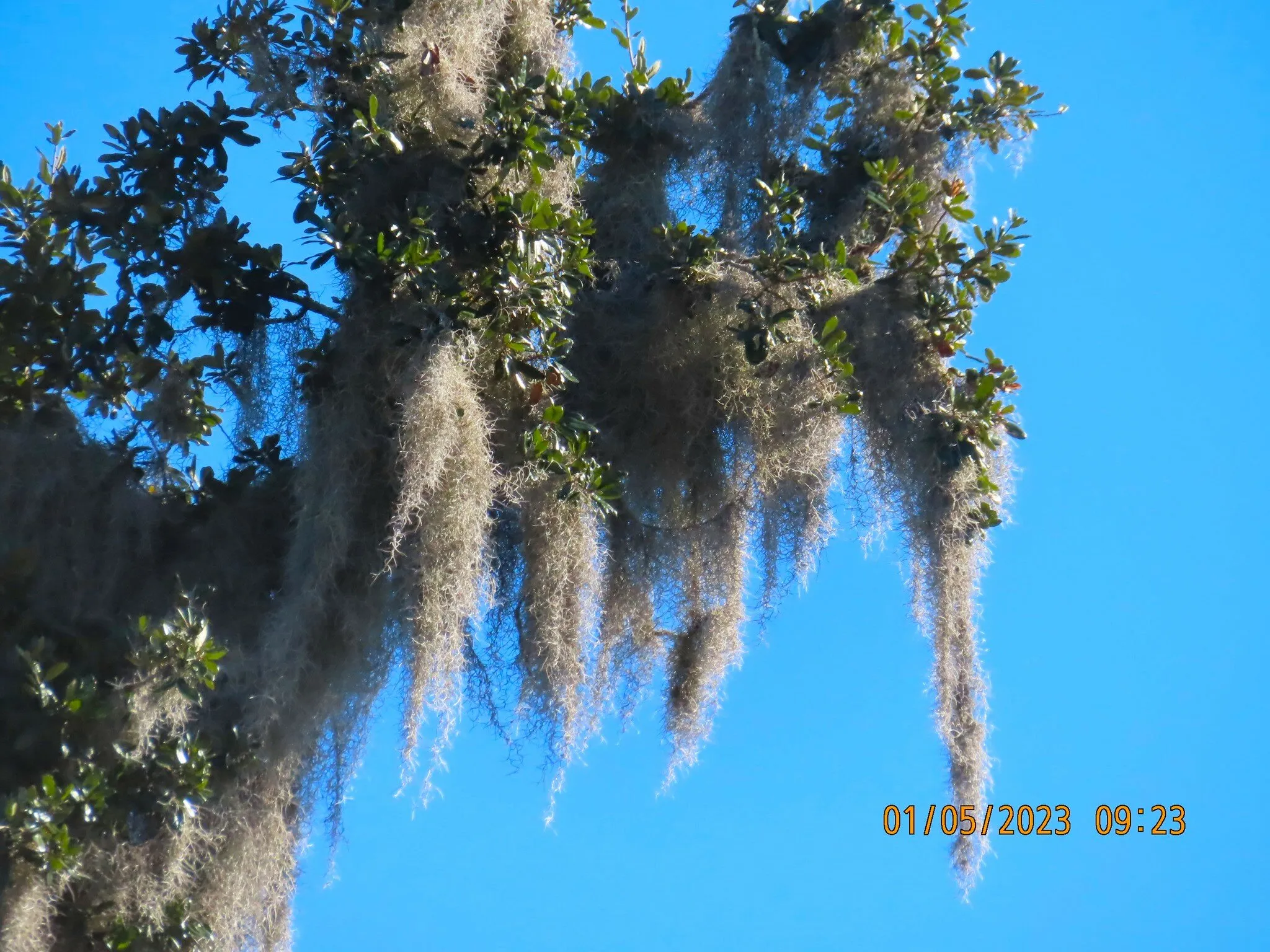 Fountainbleu Spanish Moss