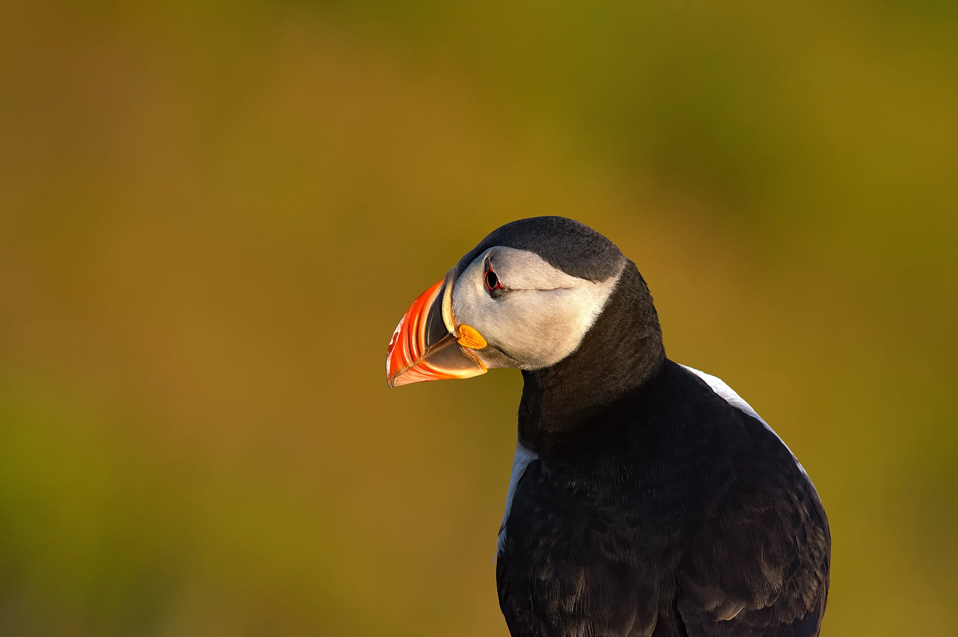 Puffin