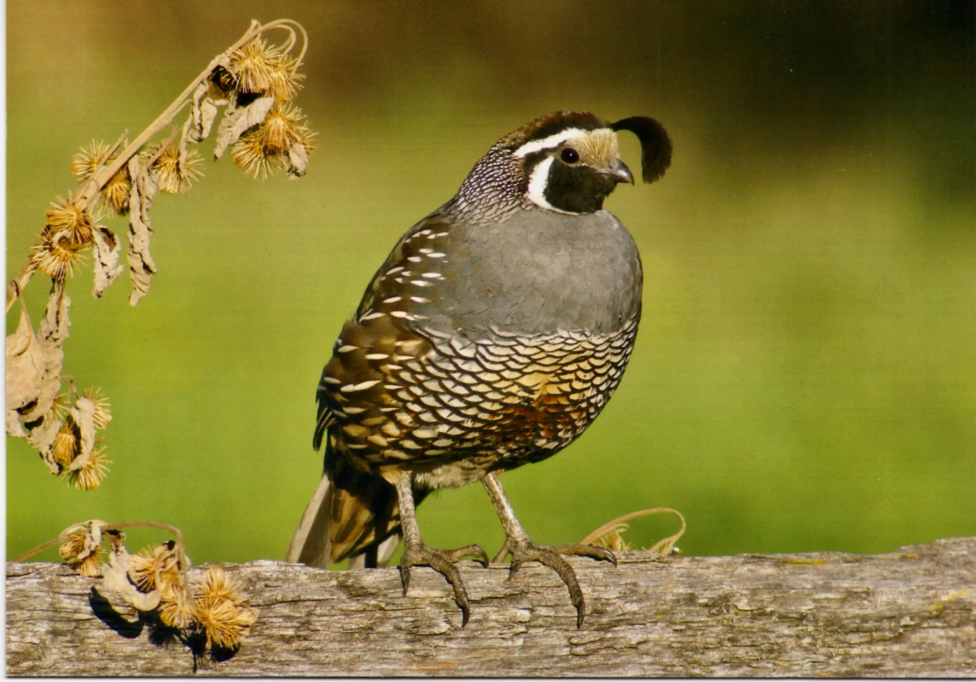 California Quail ,Kalamalka Provincial Park,Vernon BC