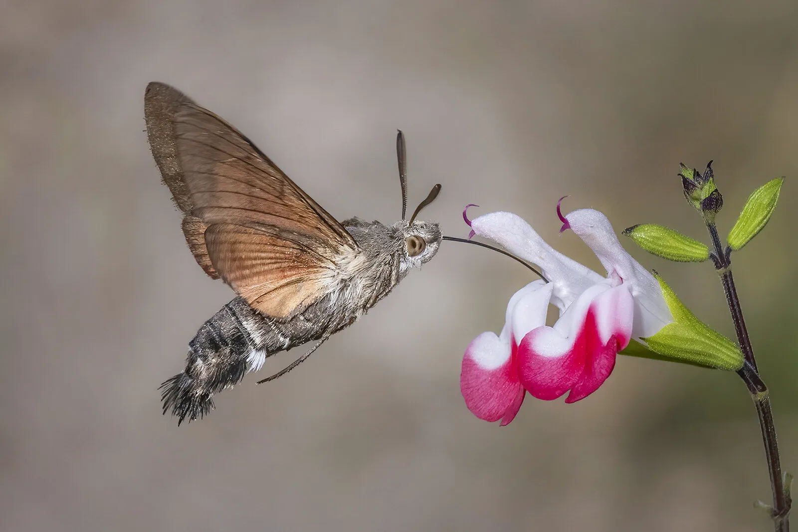 Hummingbird Moth
