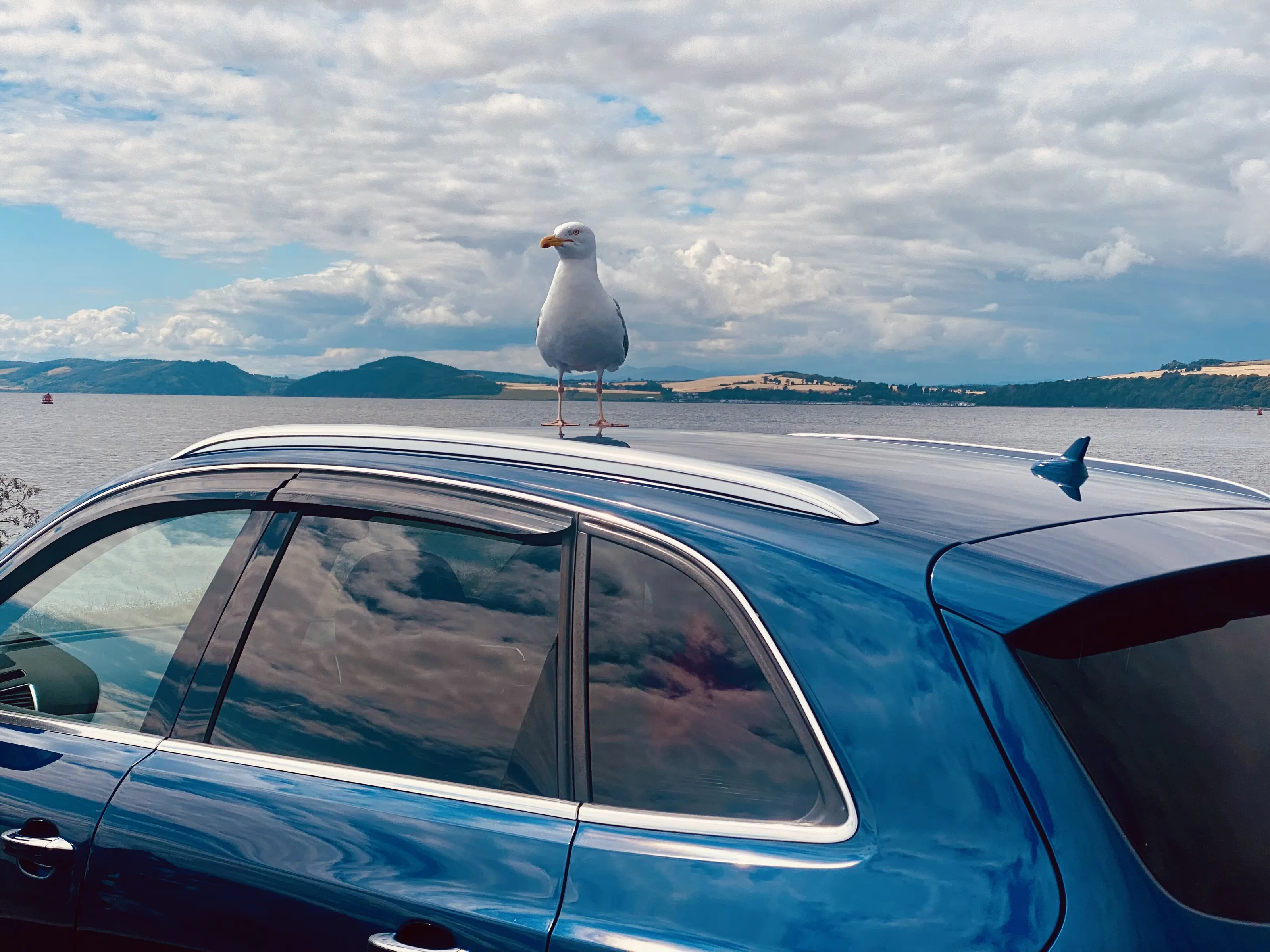 Searching Seagull