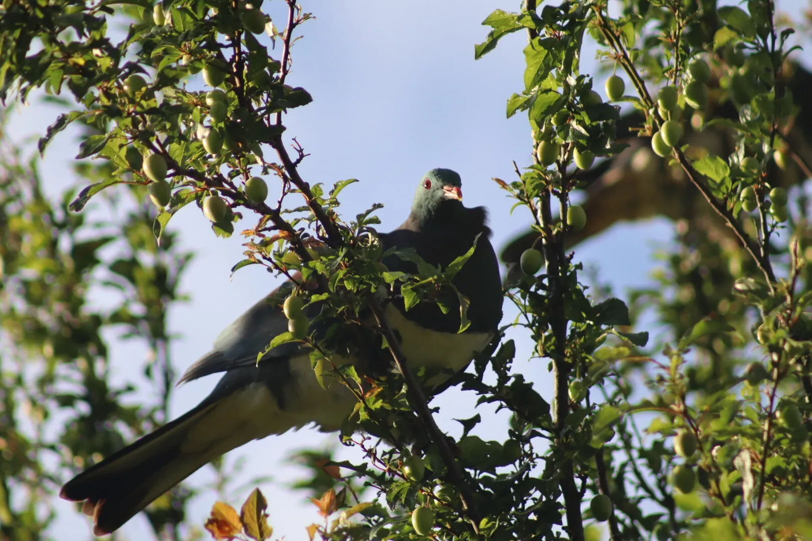 Kereru eating unripe plums