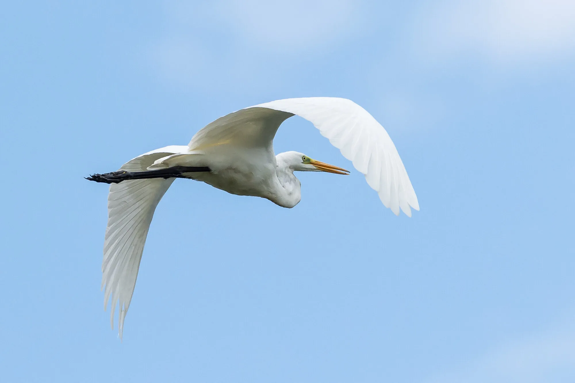 Great egret
