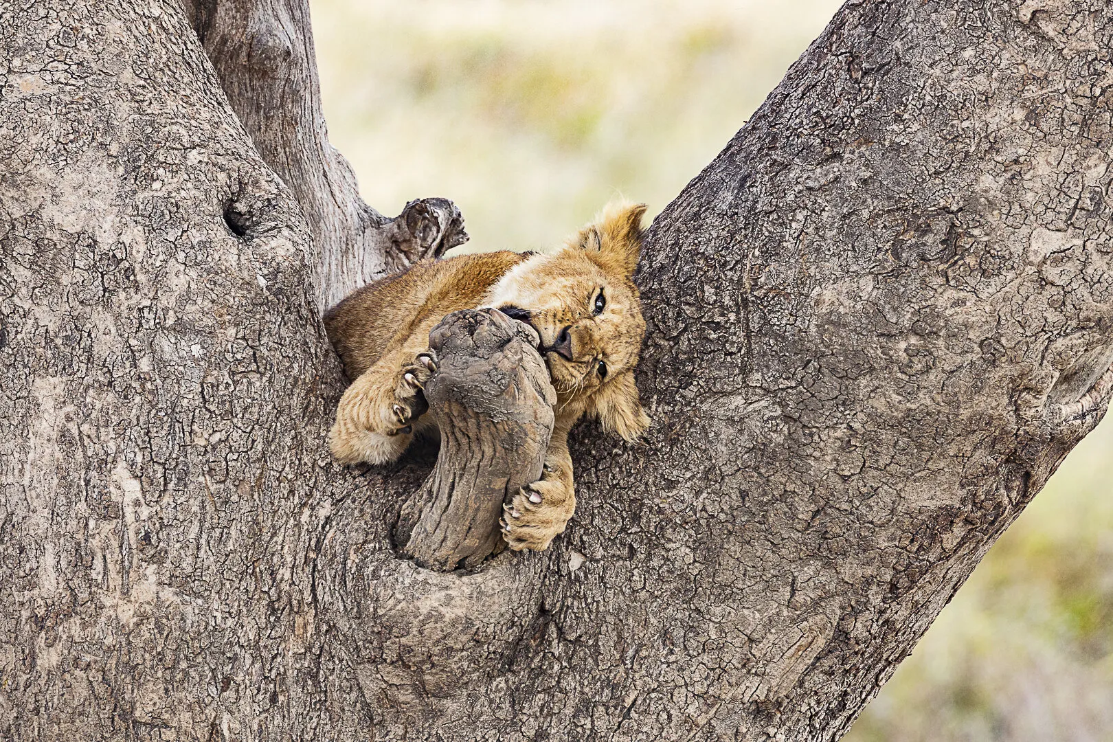 Lion Cub