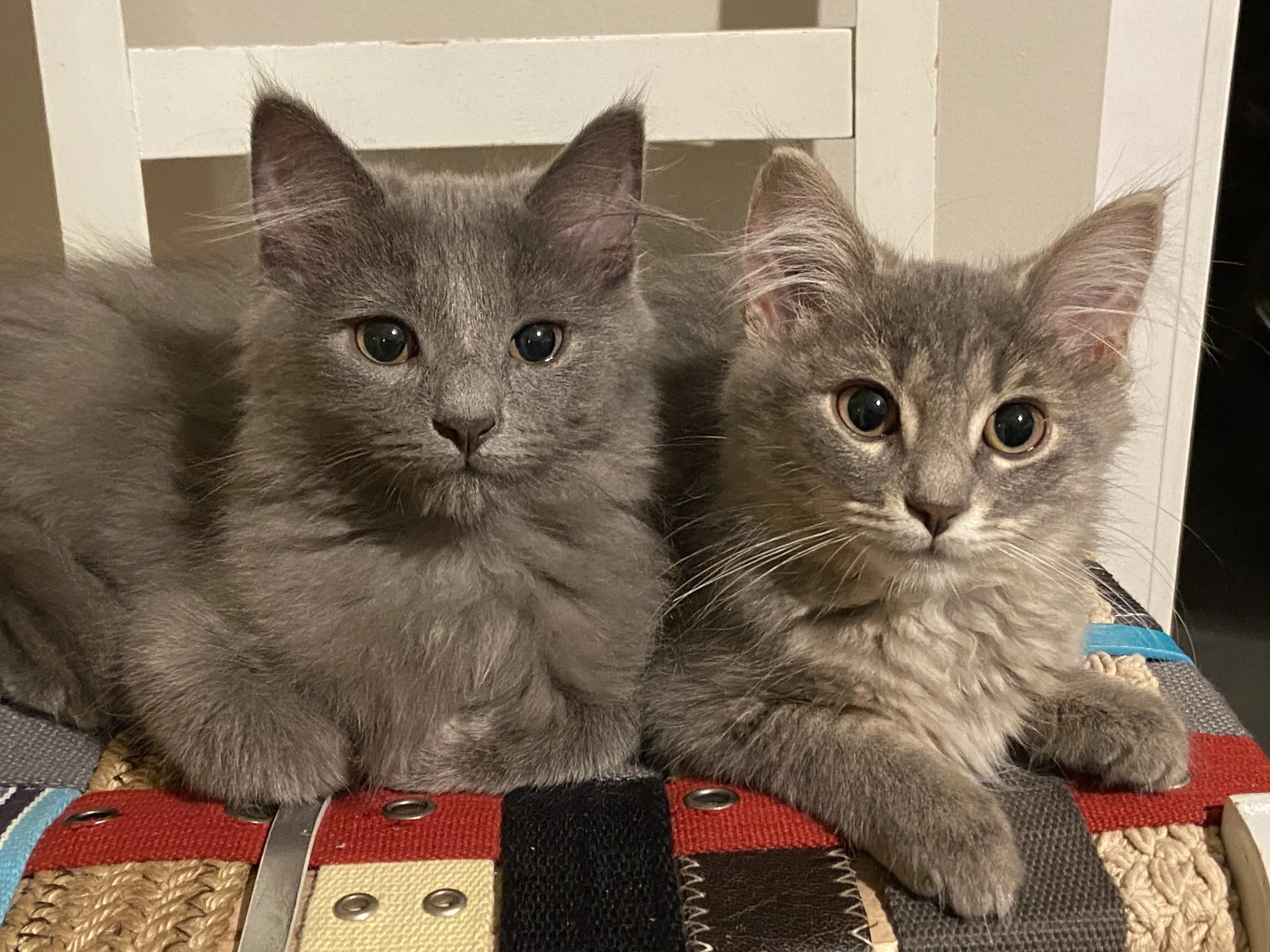 Smokey and (the) Bandit