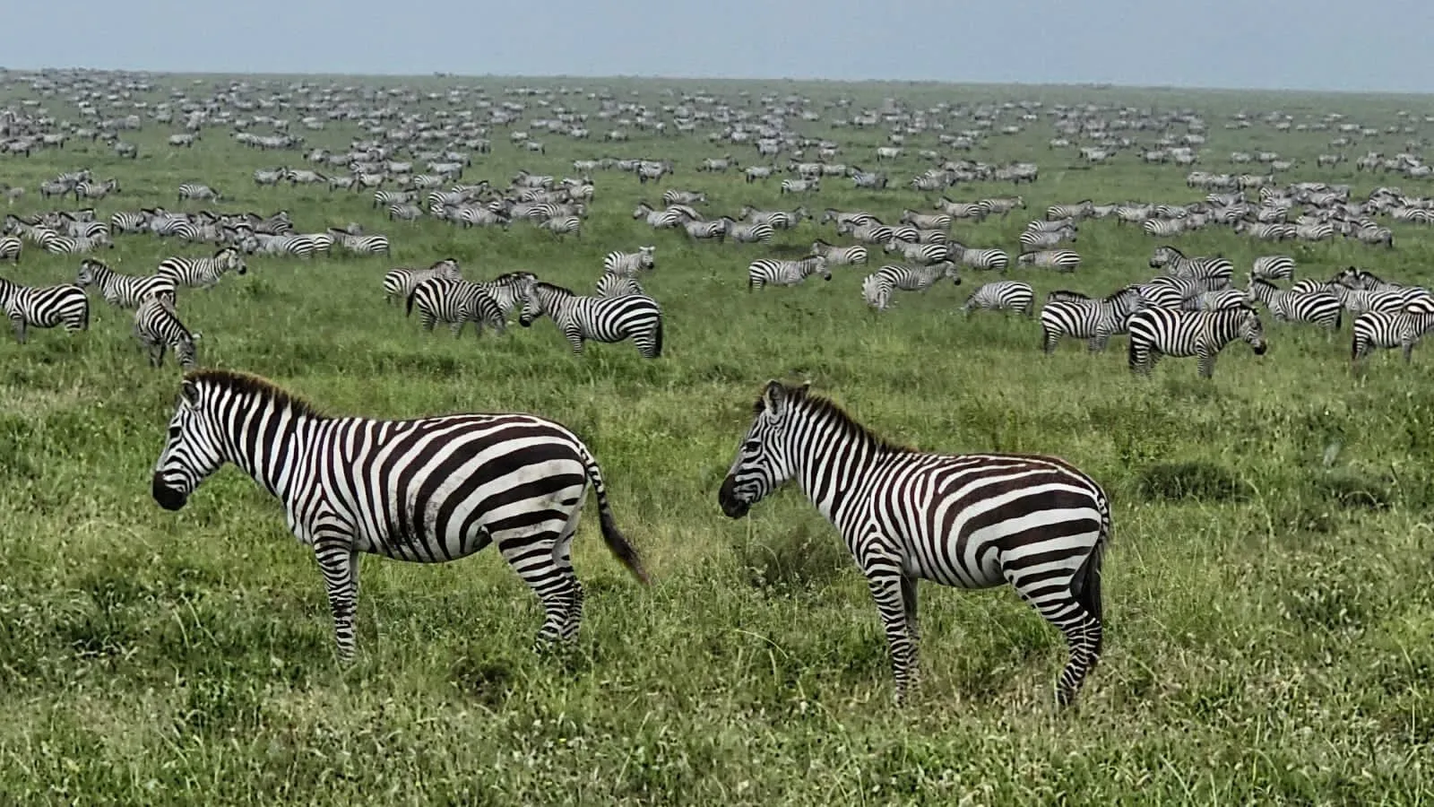 Serengeti National Park plain